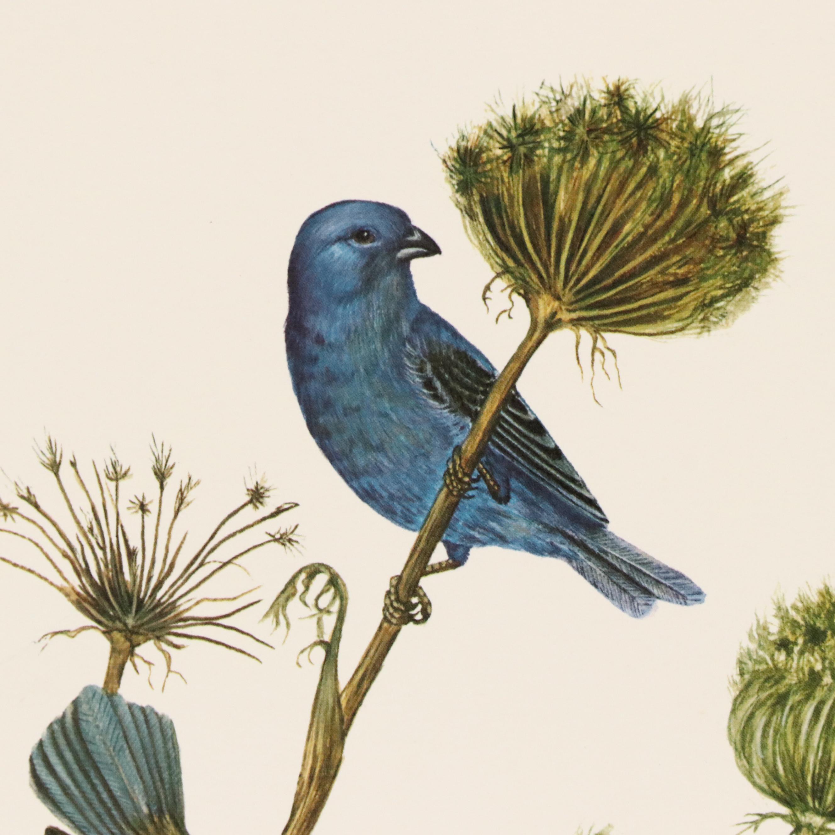 After E. D. Williams Offset Lithograph "Indigo Bunting," 1973