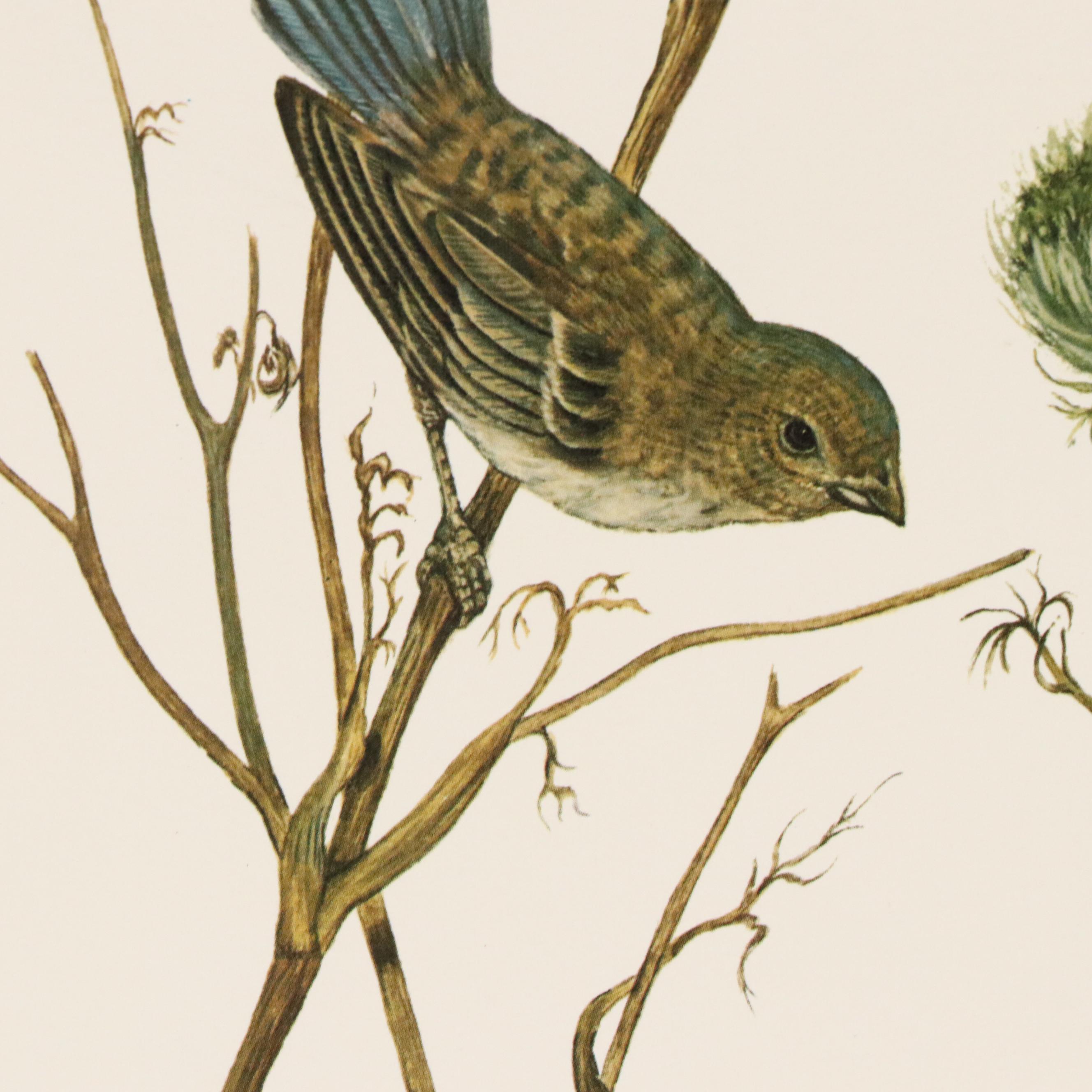 After E. D. Williams Offset Lithograph "Indigo Bunting," 1973