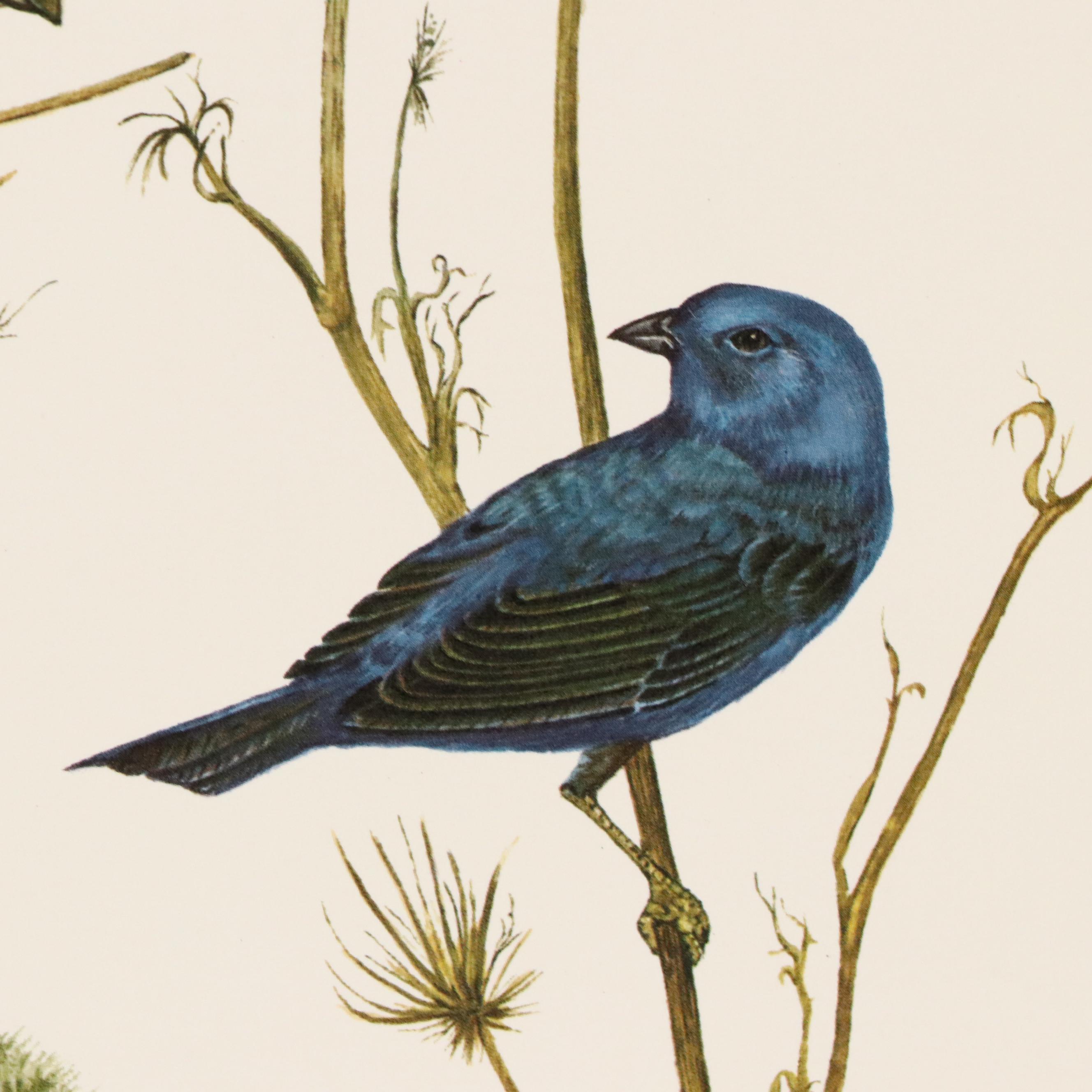 After E. D. Williams Offset Lithograph "Indigo Bunting," 1973