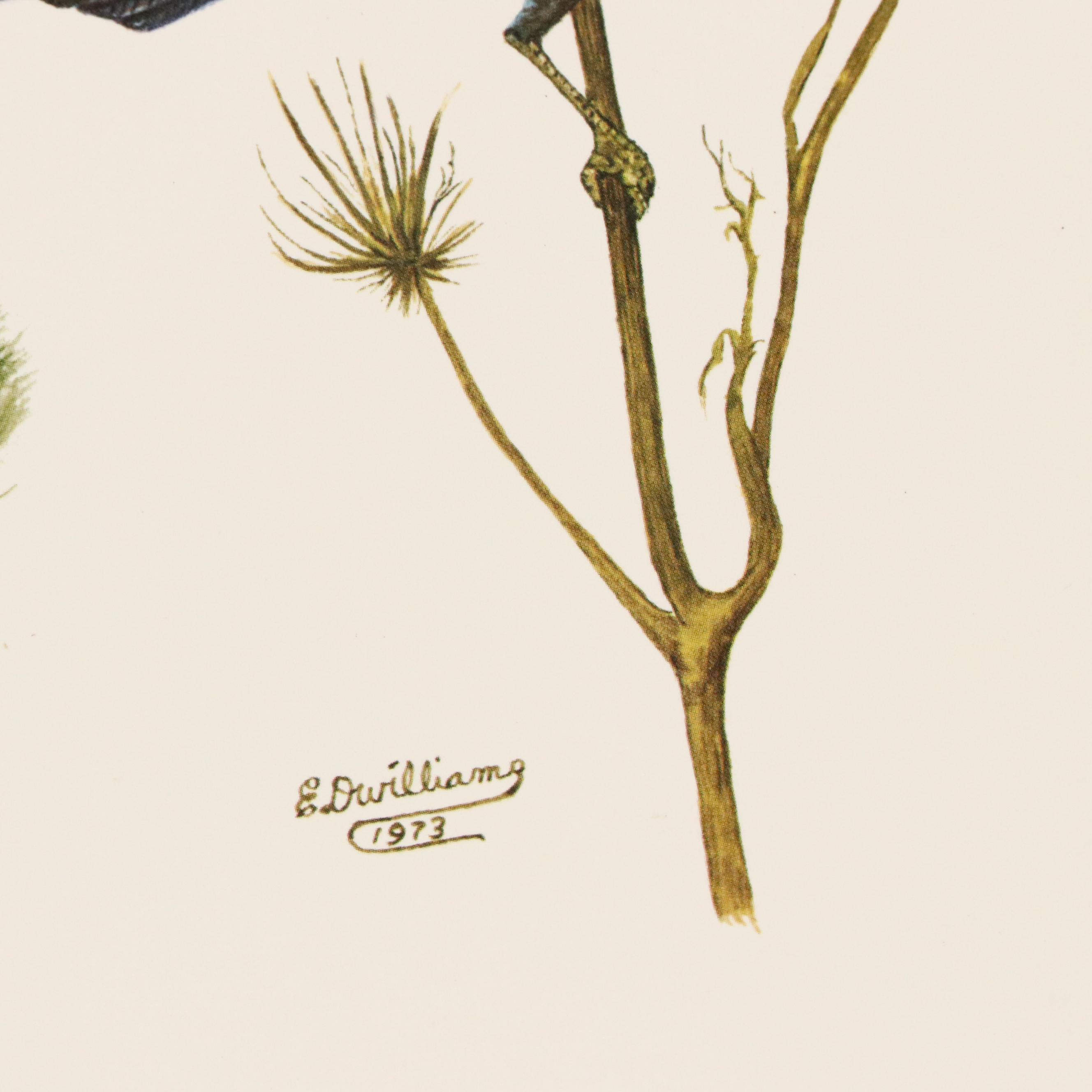 After E. D. Williams Offset Lithograph "Indigo Bunting," 1973