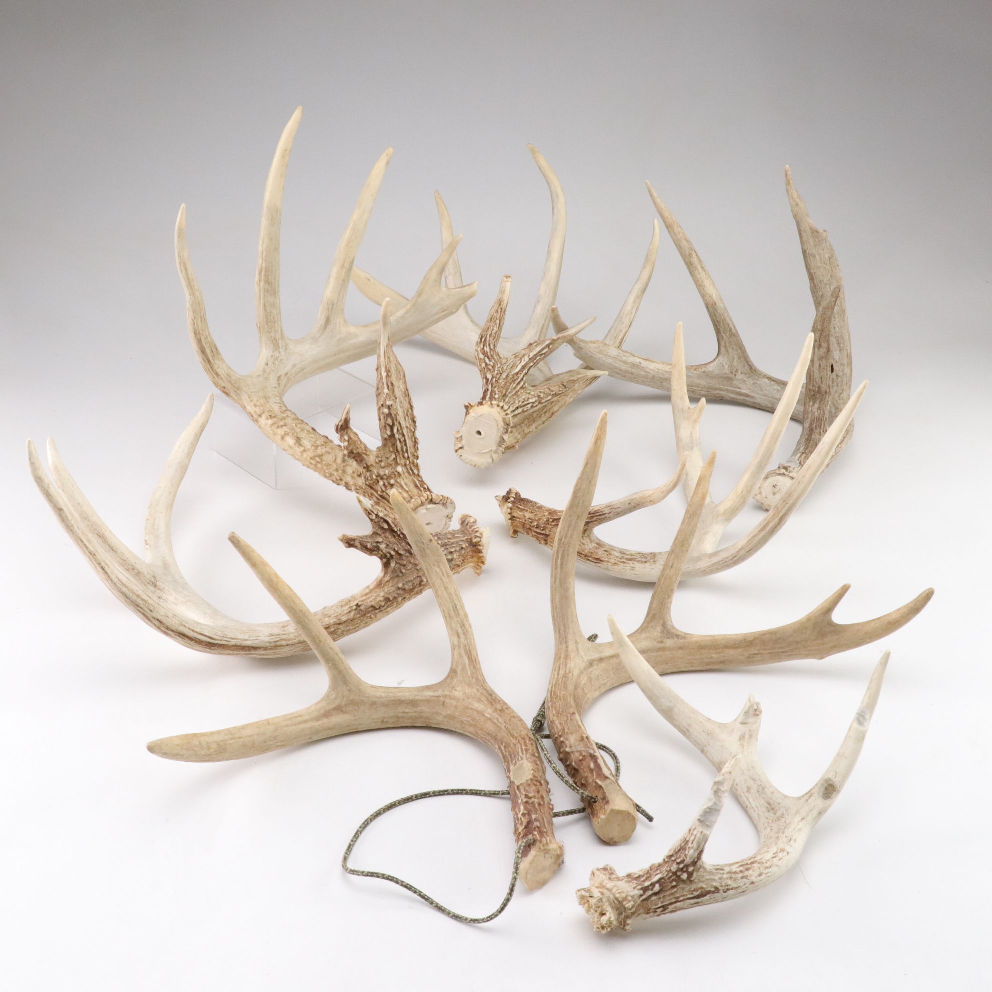 White-Tailed Deer Antler Collection Including Sheds