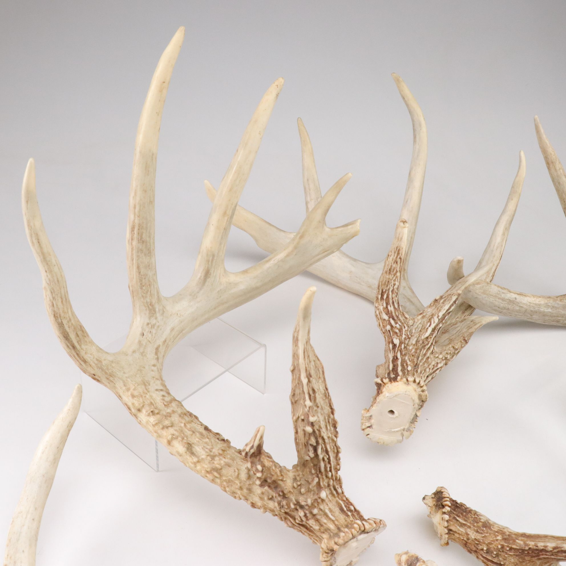 White-Tailed Deer Antler Collection Including Sheds