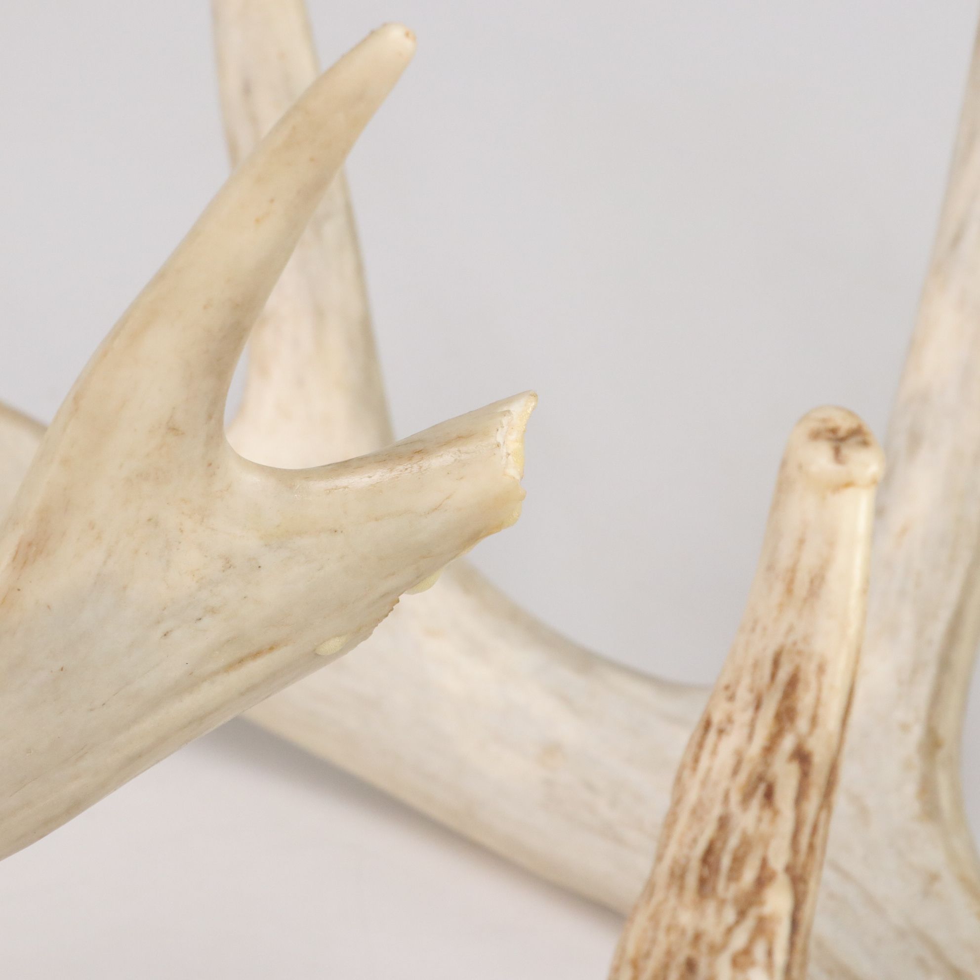 White-Tailed Deer Antler Collection Including Sheds