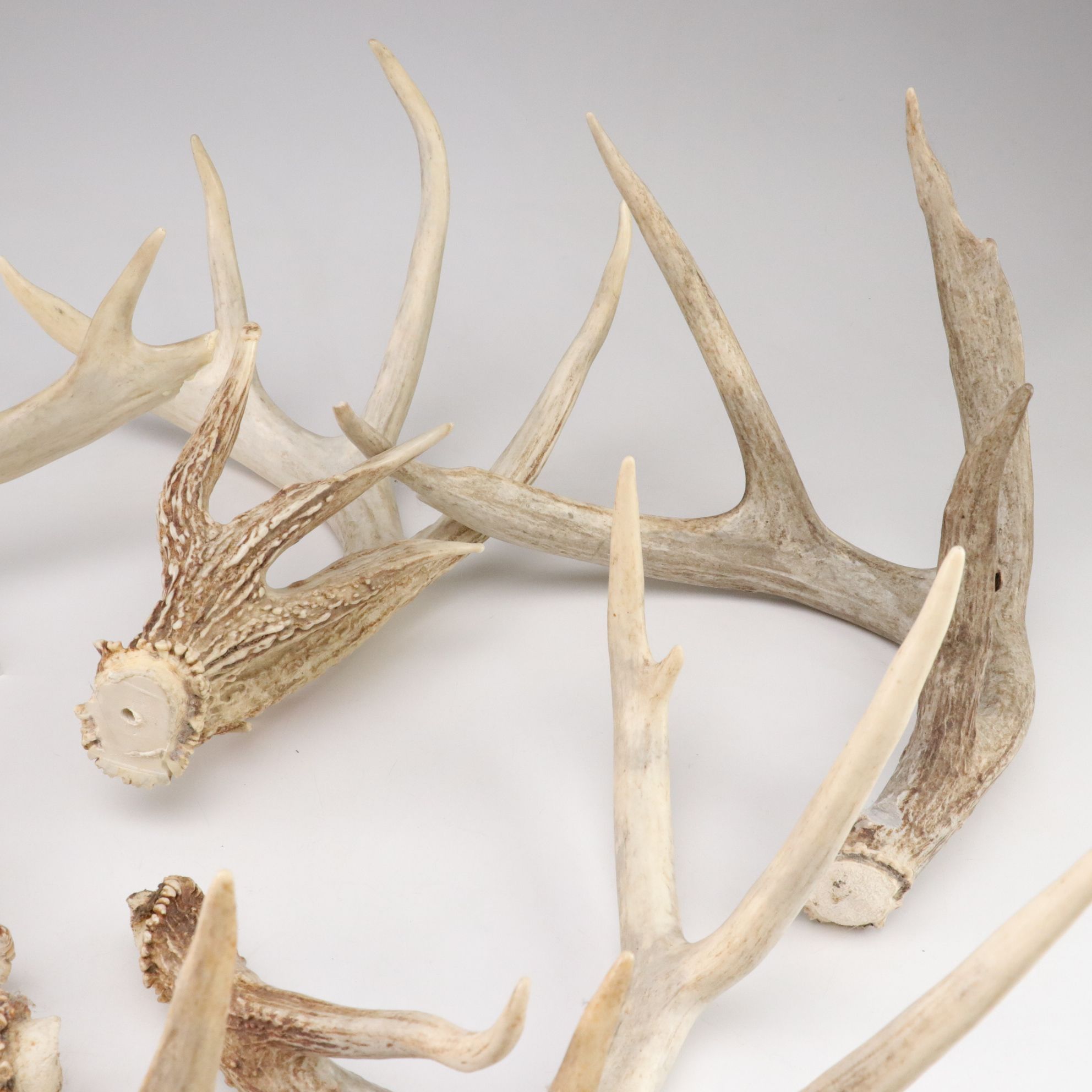 White-Tailed Deer Antler Collection Including Sheds