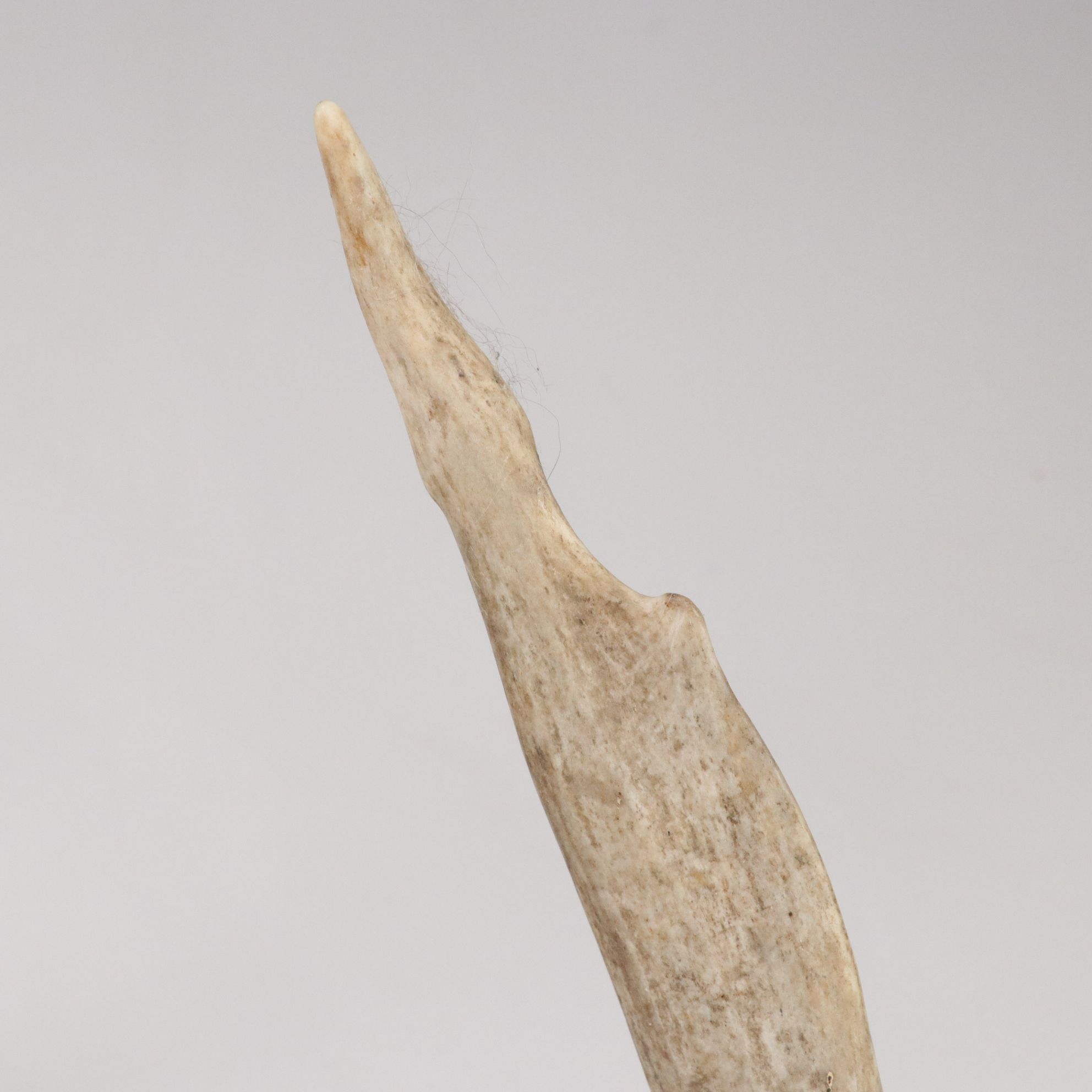 White-Tailed Deer Antler Collection Including Sheds