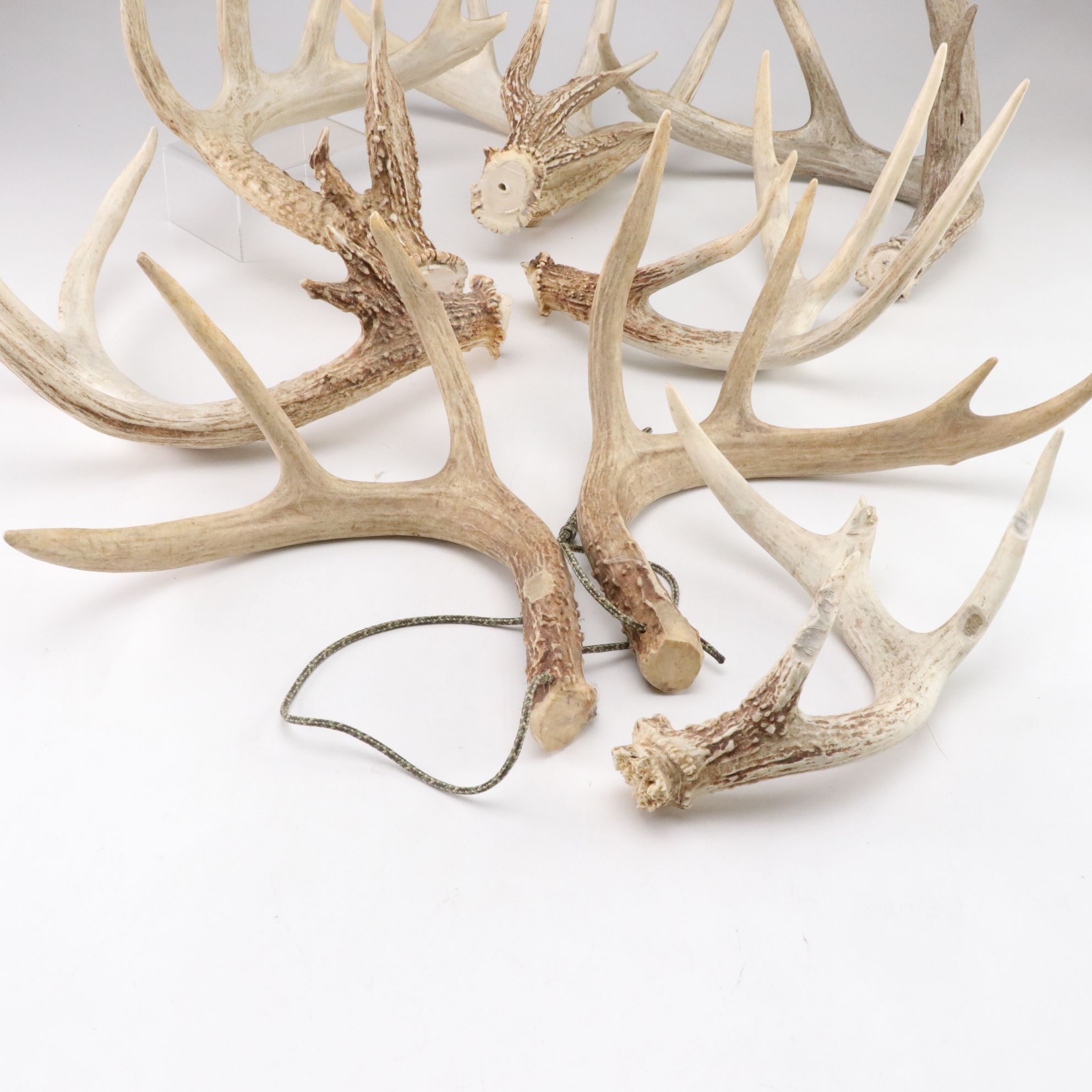 White-Tailed Deer Antler Collection Including Sheds