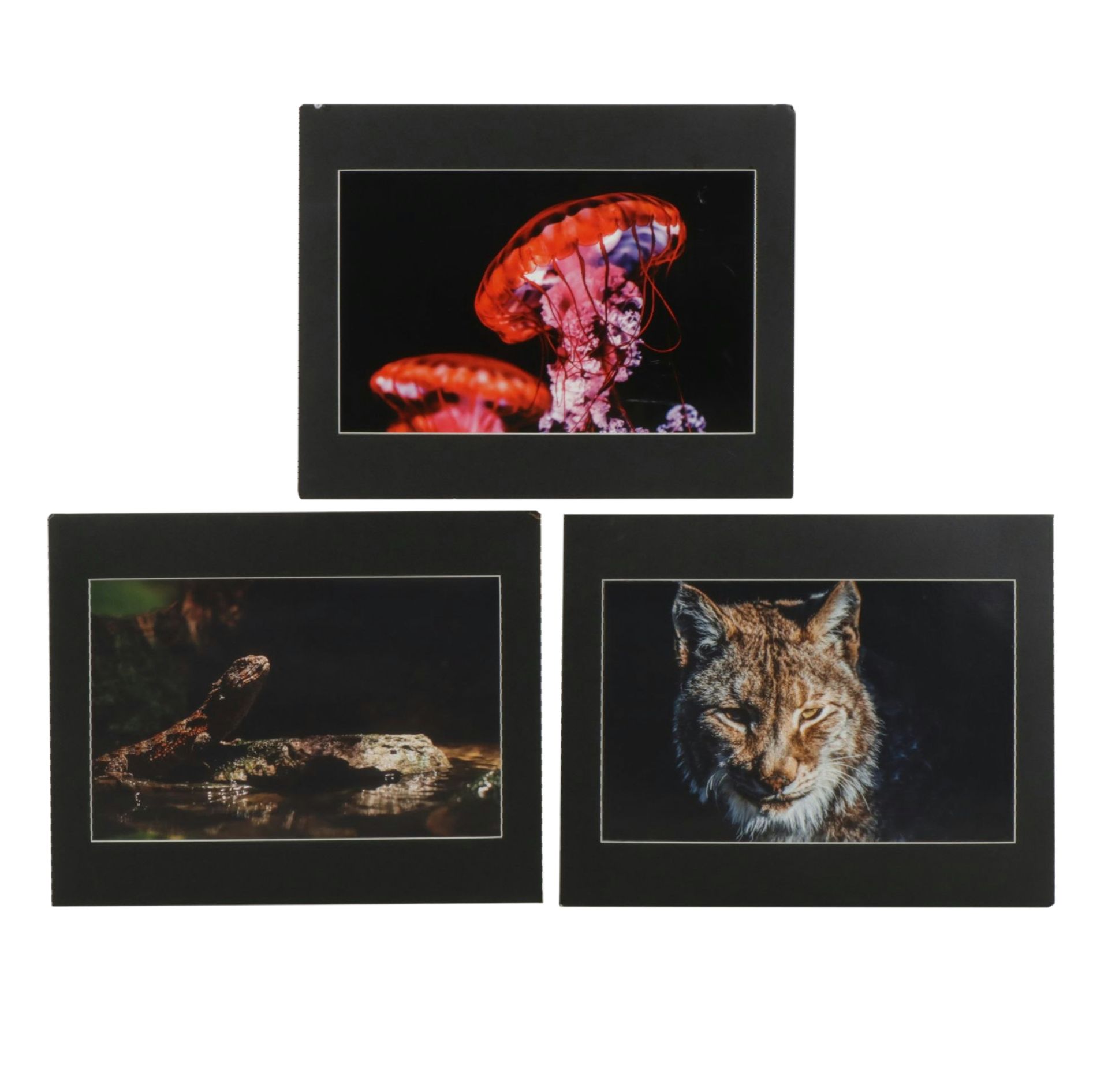 Anthony Root Collection of High Contrast Wildlife Photographs of Various Animals