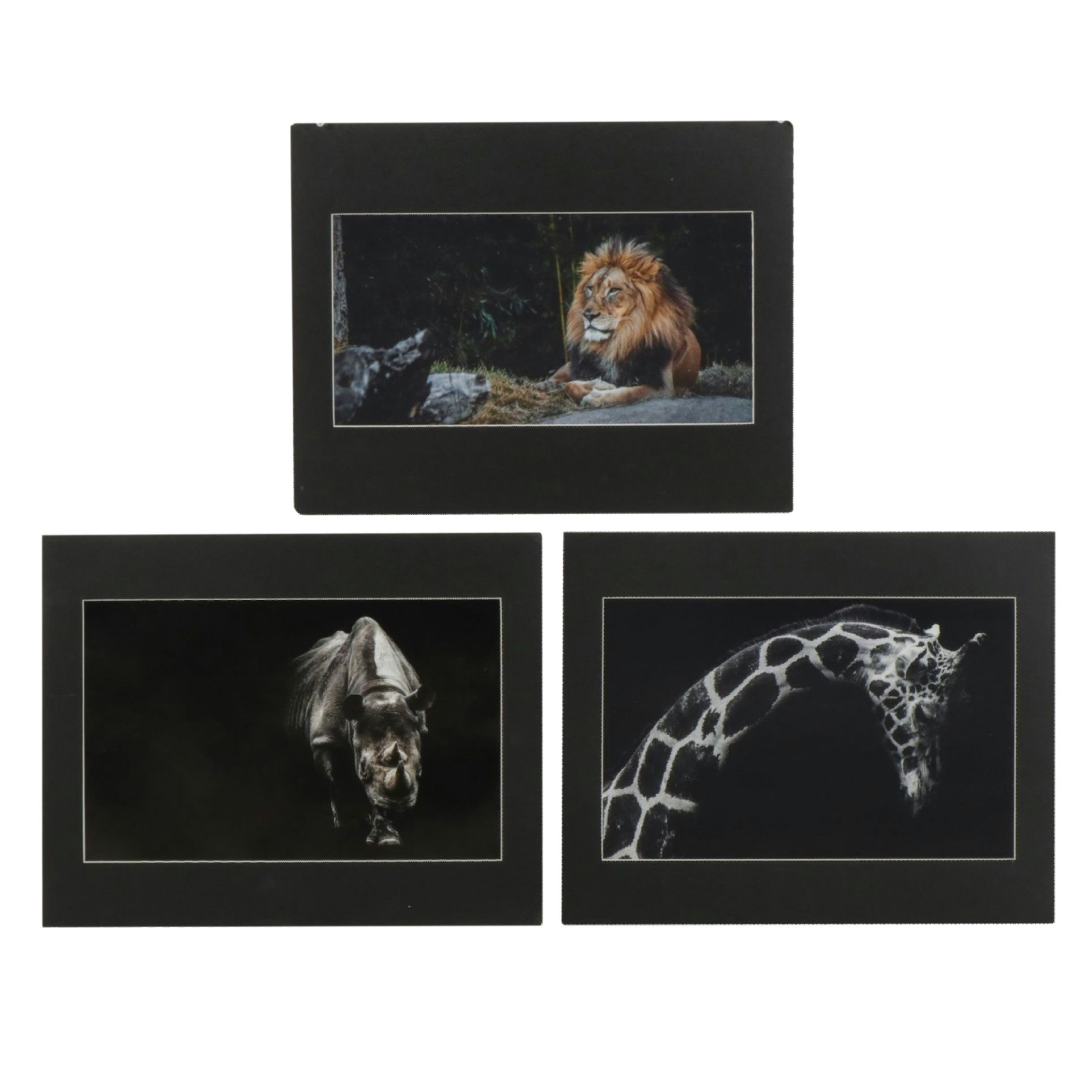 Anthony Root Collection of High Contrast Wildlife Photographs of Safari Animals