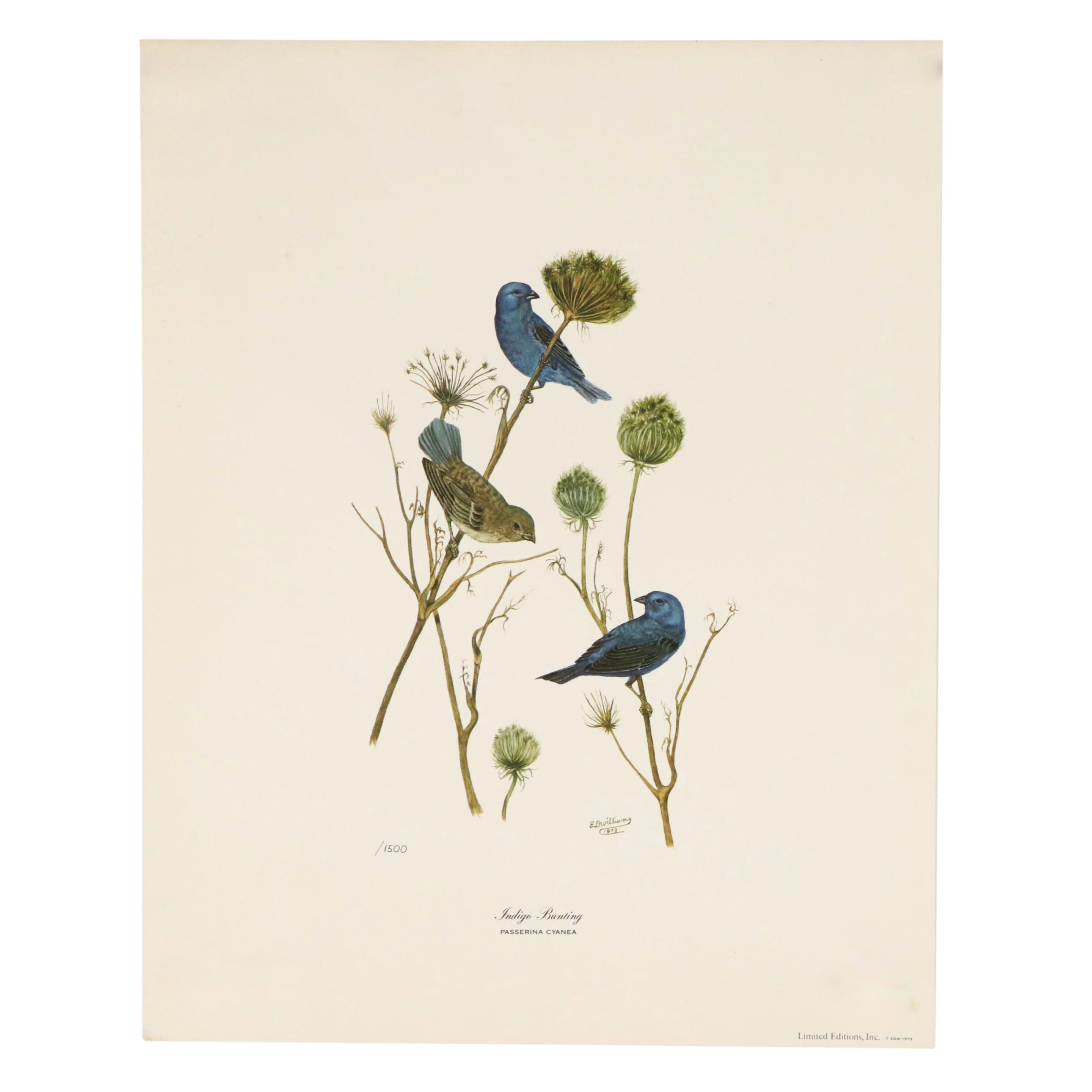 After E. D. Williams Offset Lithograph "Indigo Bunting," 1973