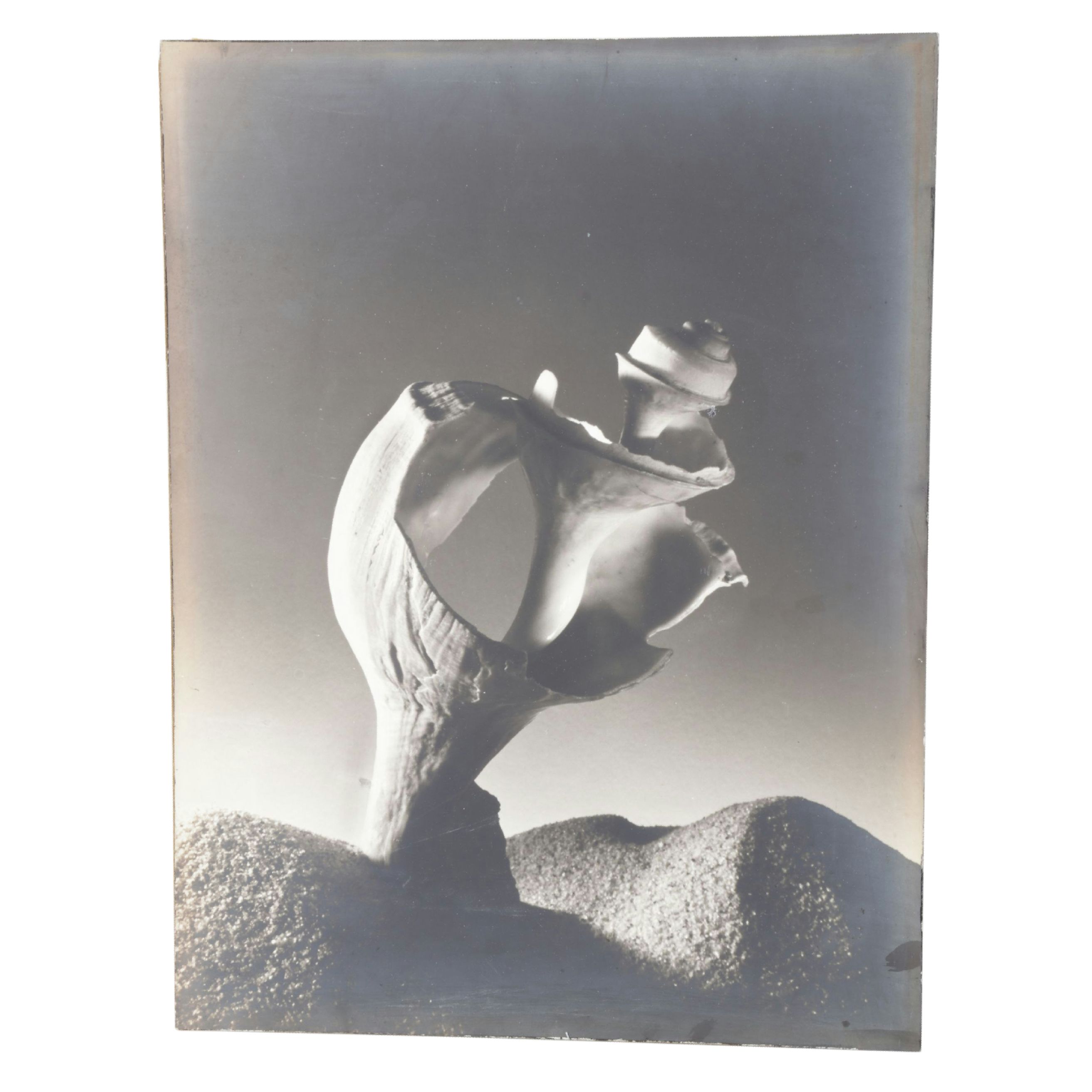 Ruth Bernhard Silver Gelatin Still Life Photograph of Spiral Seashell