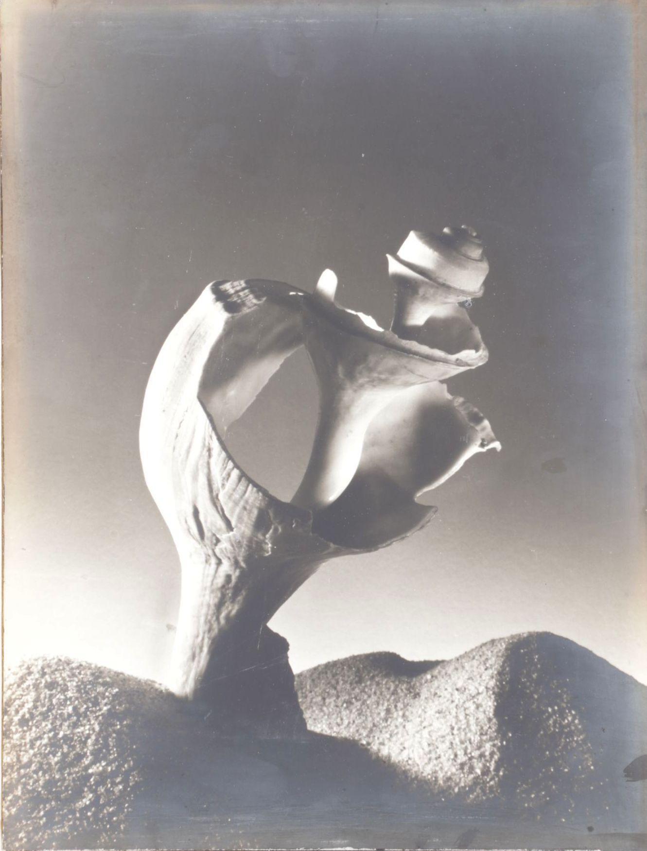 Ruth Bernhard Silver Gelatin Still Life Photograph of Spiral Seashell