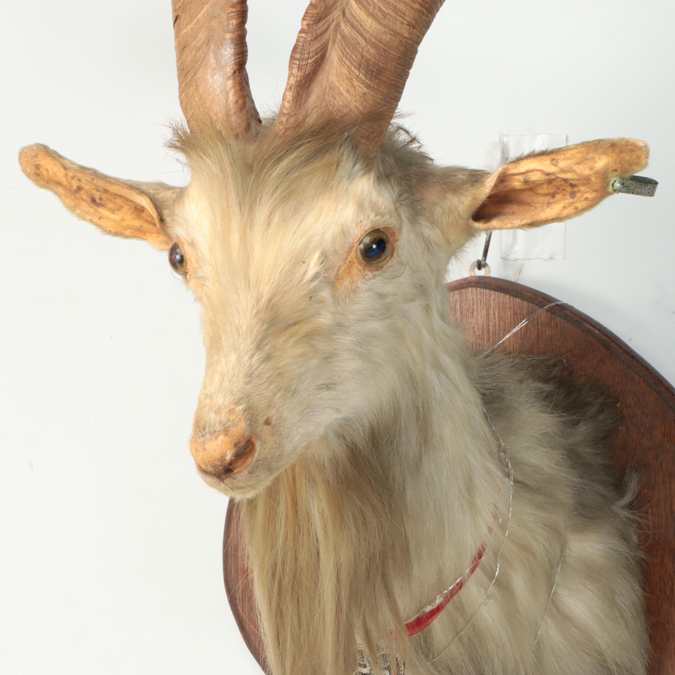 Taxidermy Goat Shoulder Mount on Wooden Plaque with Hoof Rifle Rest