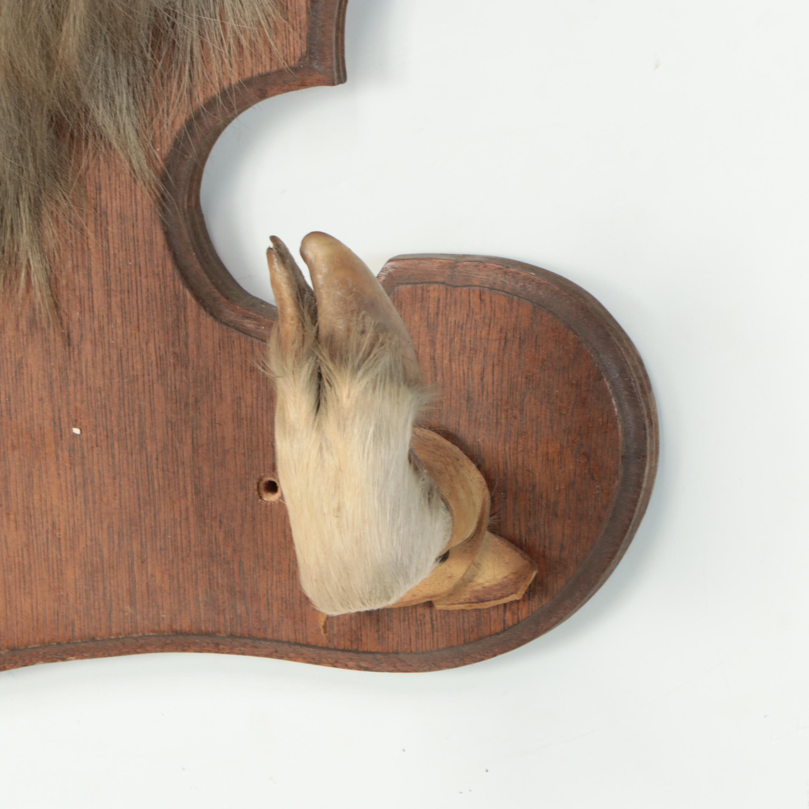 Taxidermy Goat Shoulder Mount on Wooden Plaque with Hoof Rifle Rest