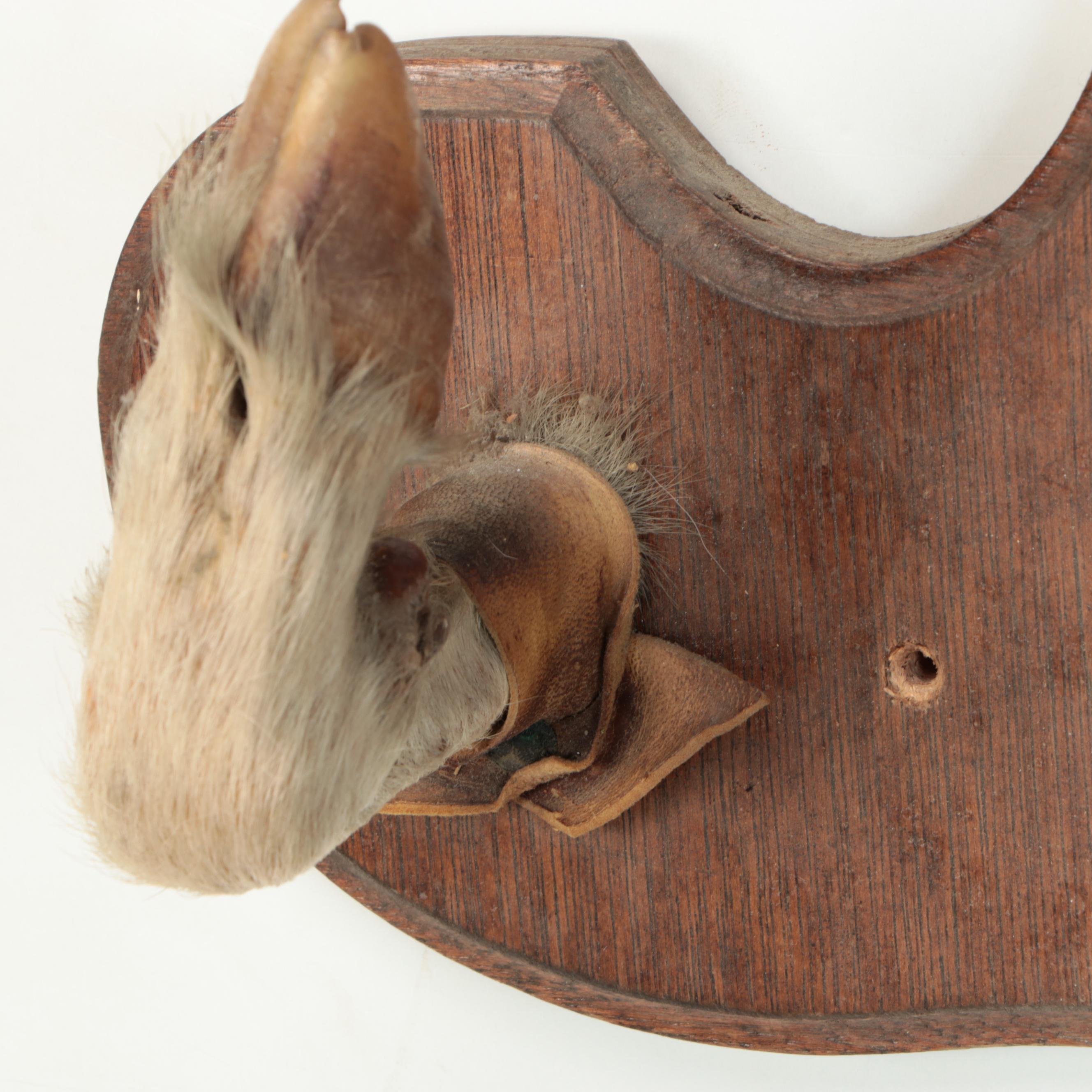 Taxidermy Goat Shoulder Mount on Wooden Plaque with Hoof Rifle Rest