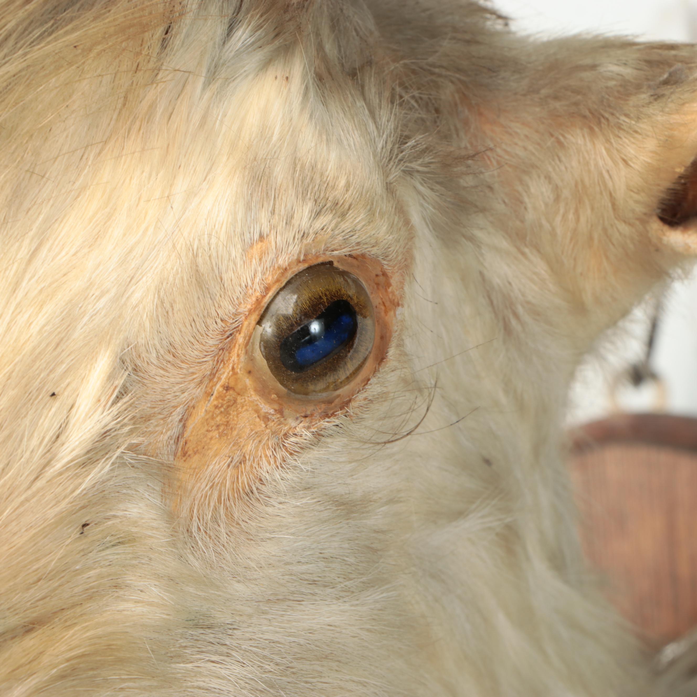 Taxidermy Goat Shoulder Mount on Wooden Plaque with Hoof Rifle Rest