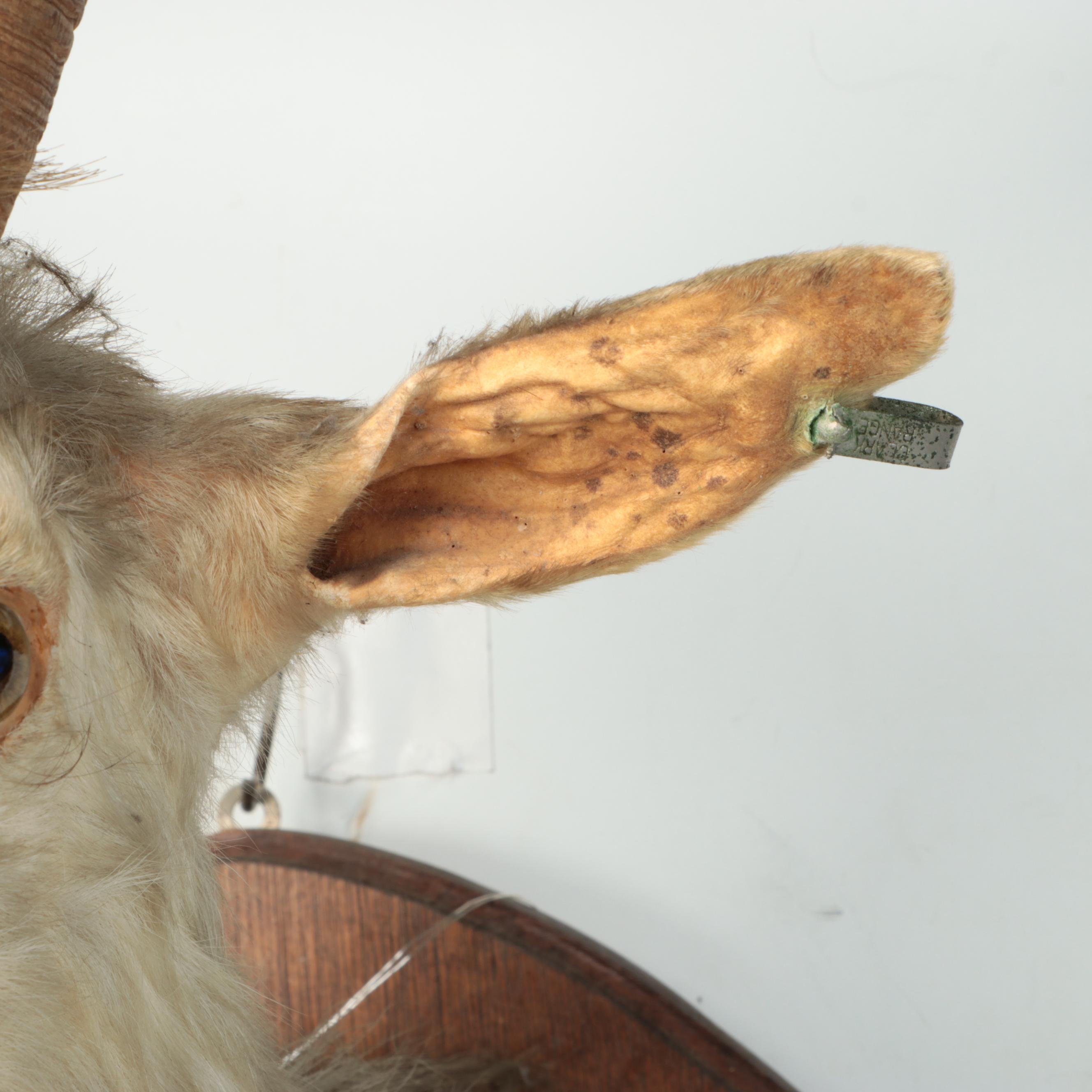 Taxidermy Goat Shoulder Mount on Wooden Plaque with Hoof Rifle Rest