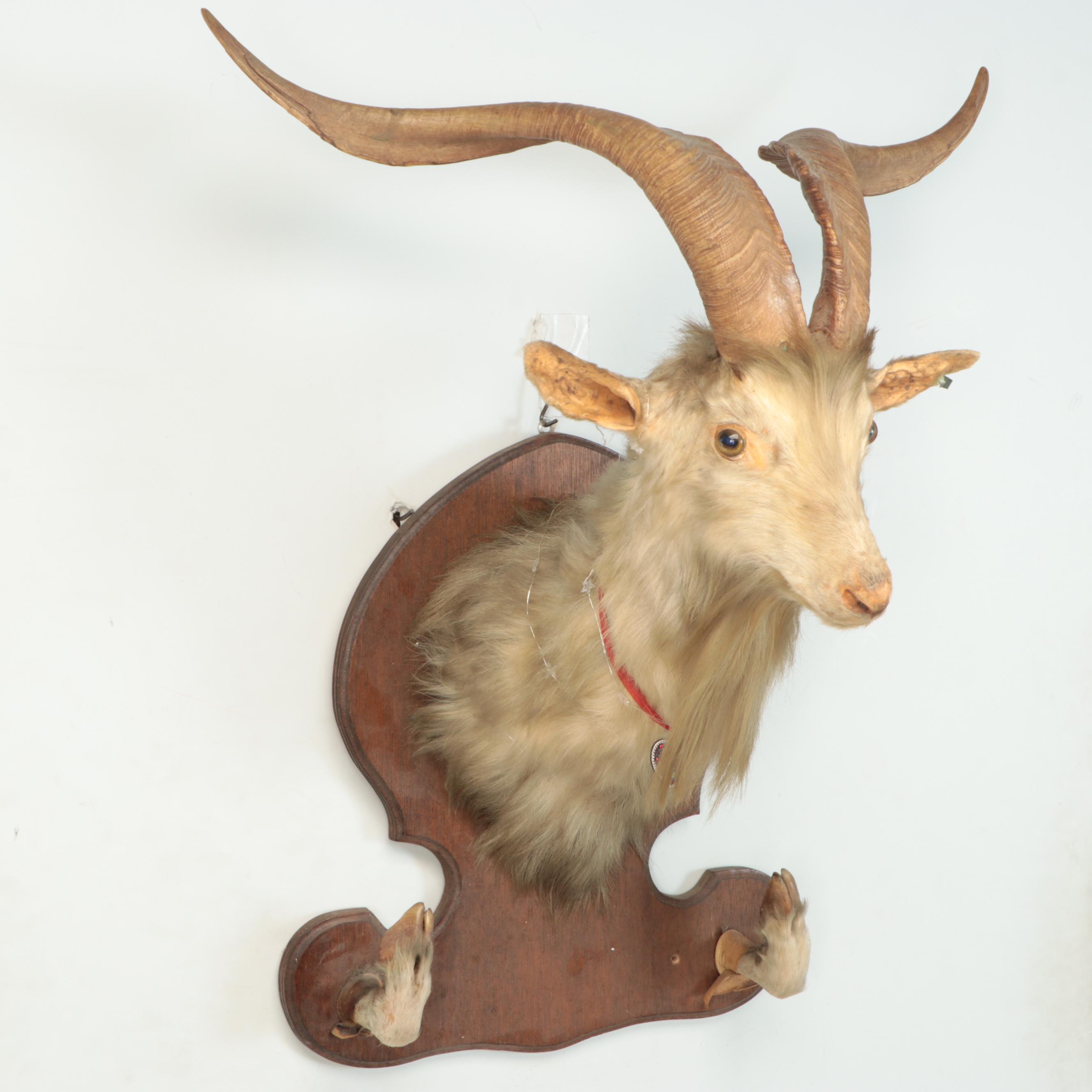 Taxidermy Goat Shoulder Mount on Wooden Plaque with Hoof Rifle Rest