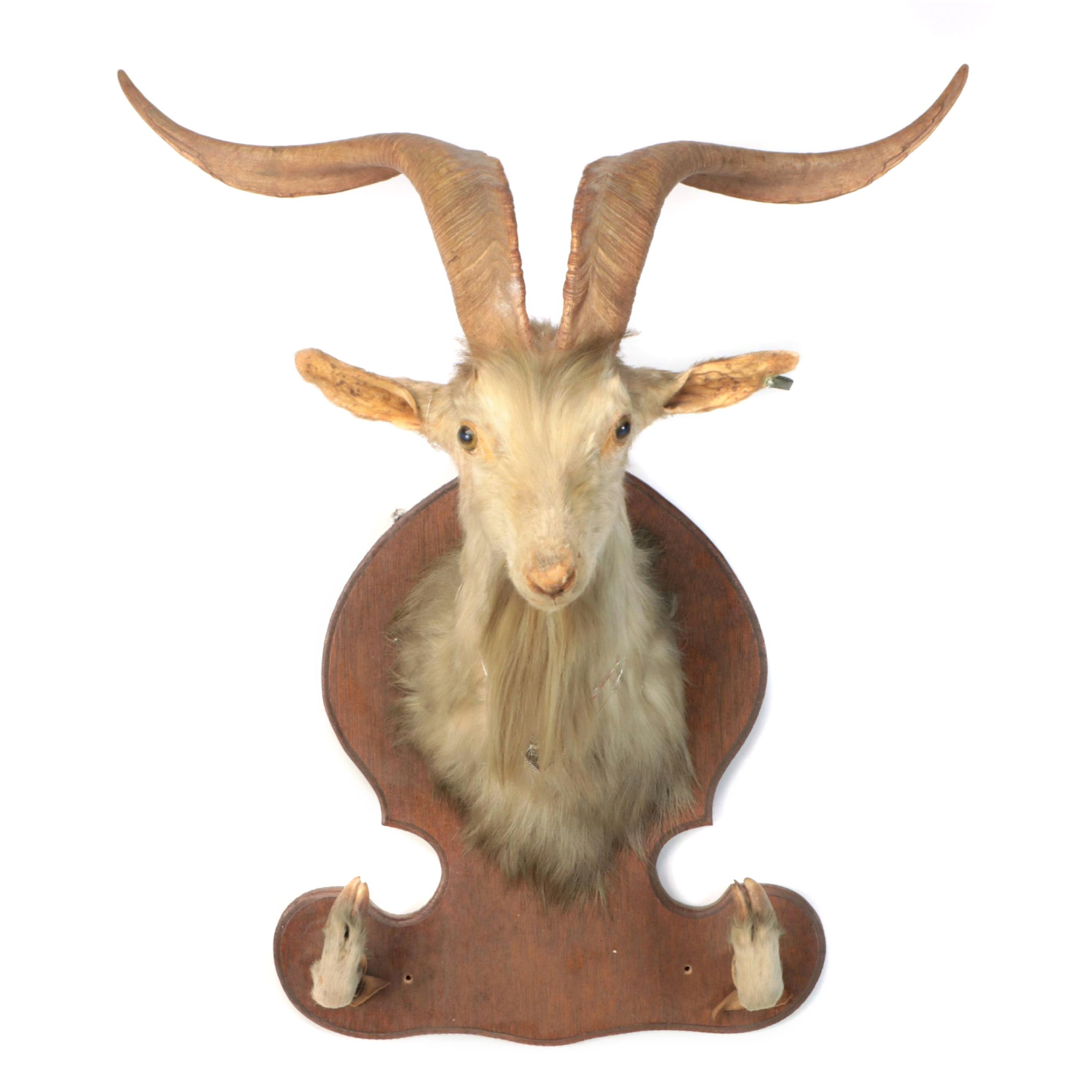 Taxidermy Goat Shoulder Mount on Wooden Plaque with Hoof Rifle Rest