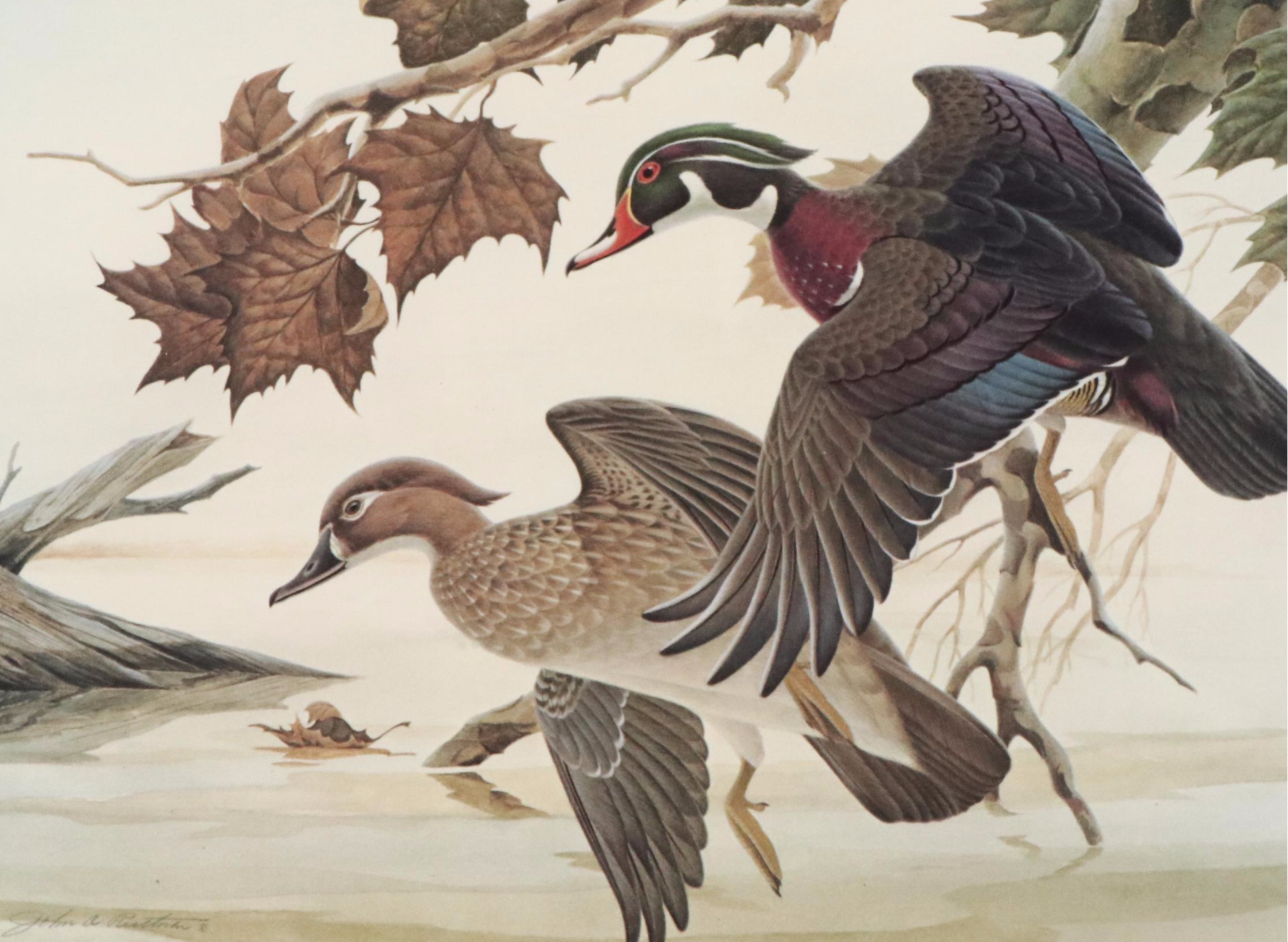 John A. Ruthven Offset Lithograph "Wood Duck" Ohio Duck Stamp, 1982