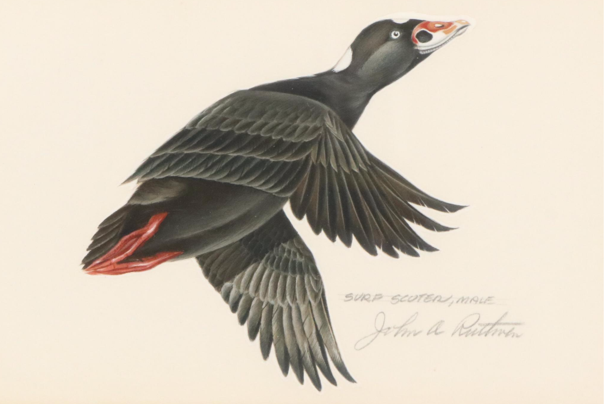 John A. Ruthven Watercolor "Surf Scoter, Male," 1963
