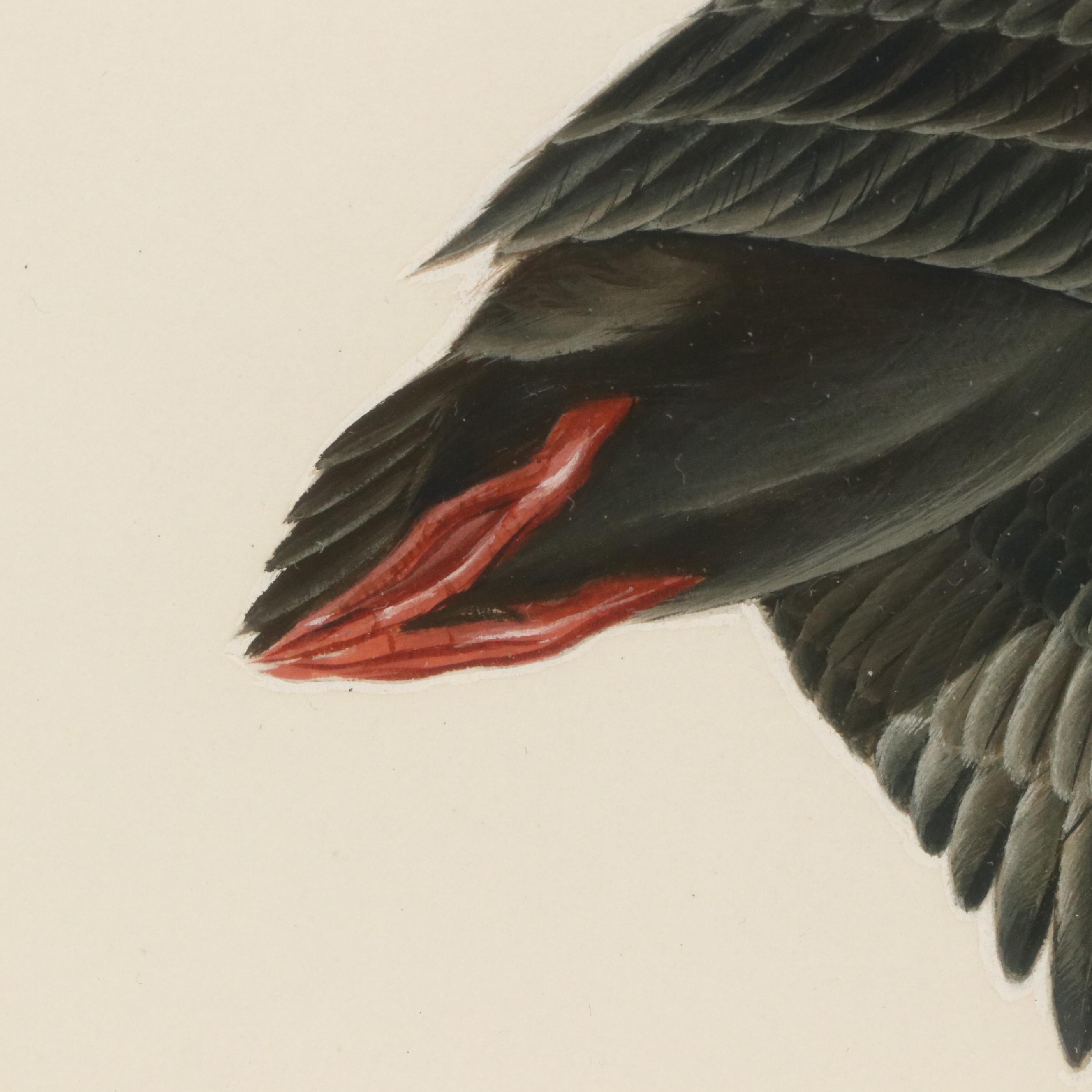 John A. Ruthven Watercolor "Surf Scoter, Male," 1963