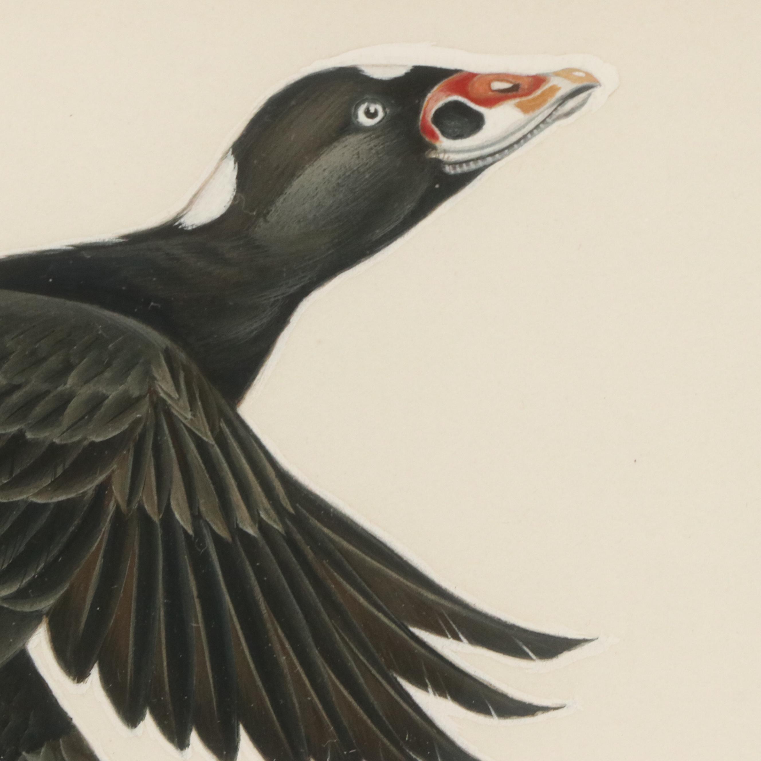 John A. Ruthven Watercolor "Surf Scoter, Male," 1963