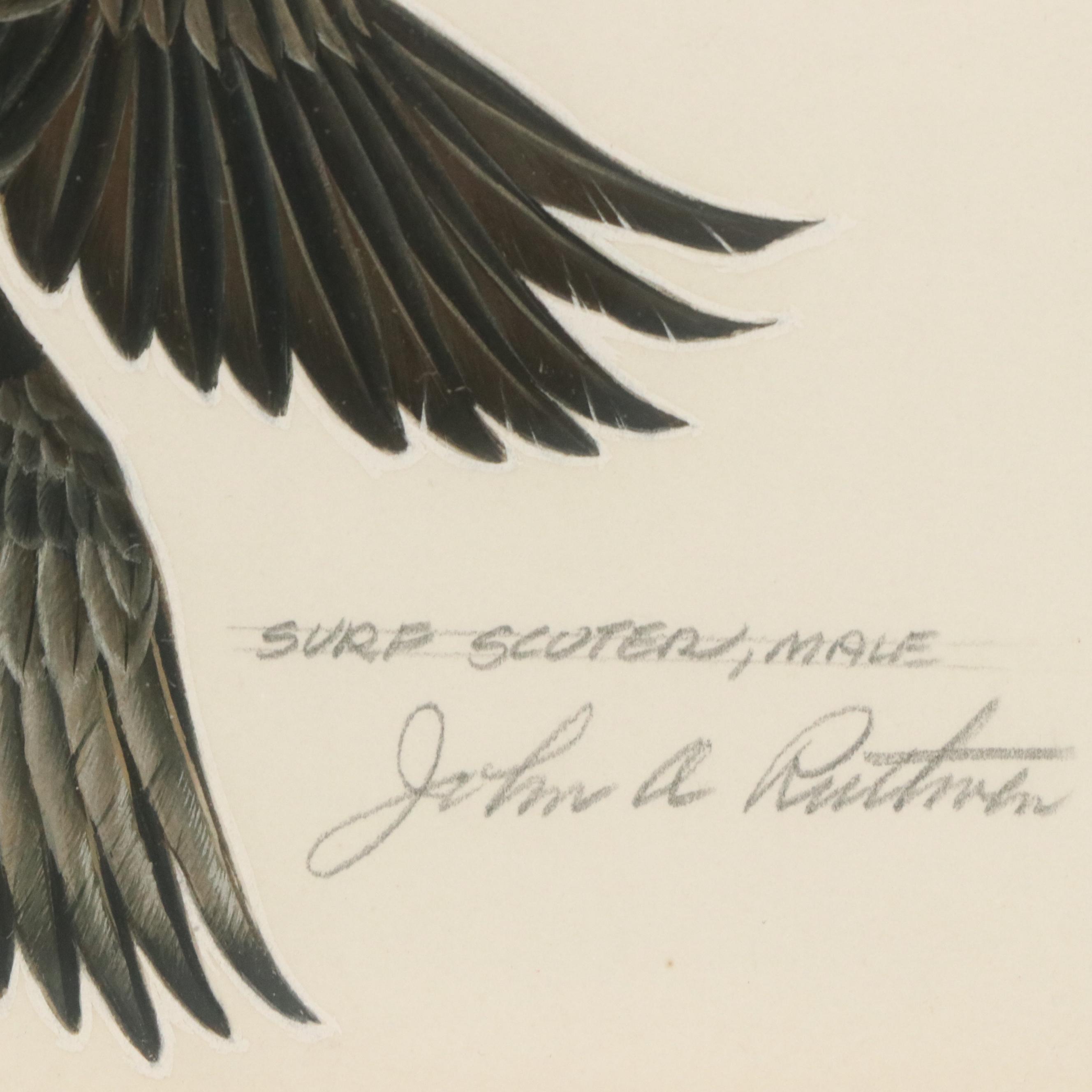 John A. Ruthven Watercolor "Surf Scoter, Male," 1963