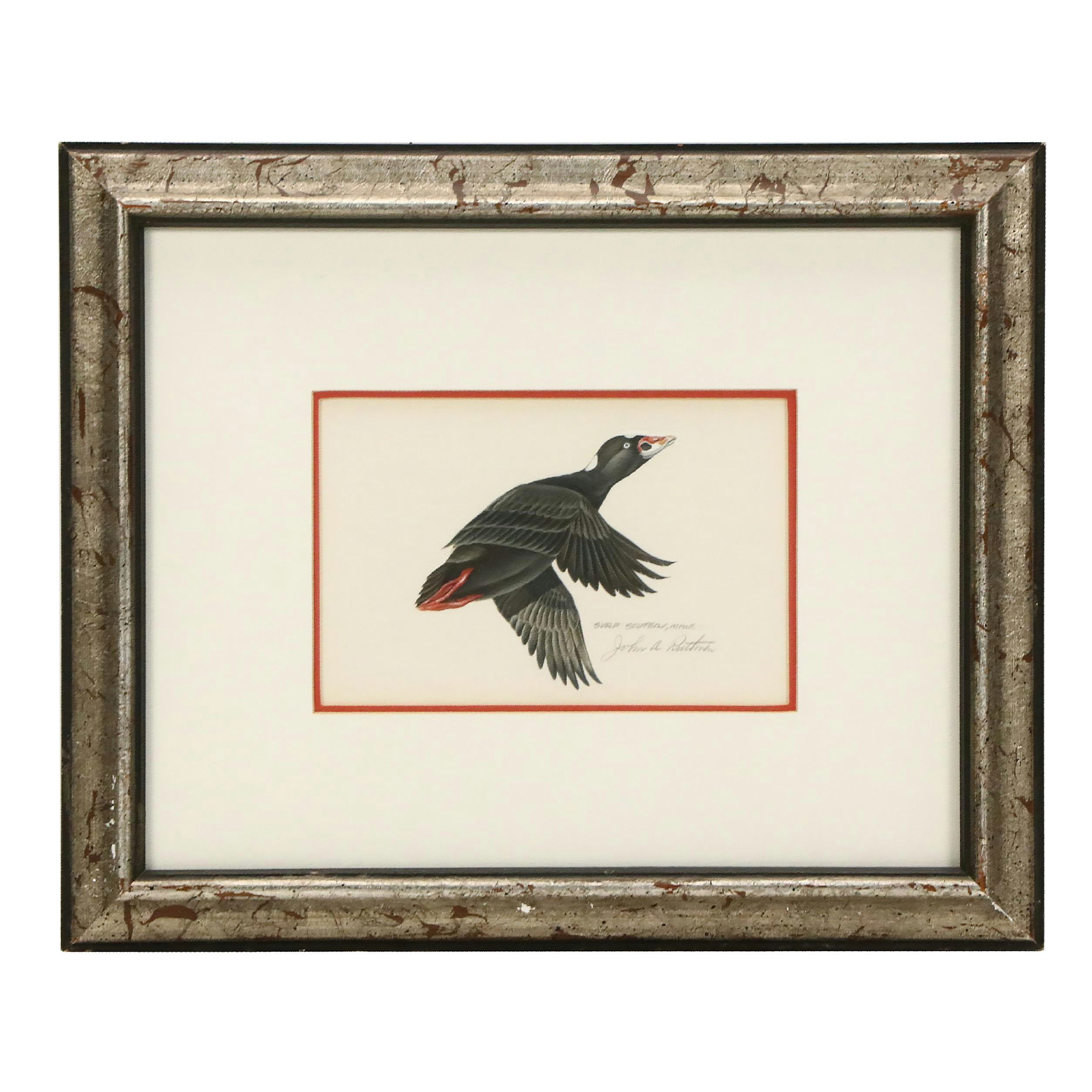 John A. Ruthven Watercolor "Surf Scoter, Male," 1963