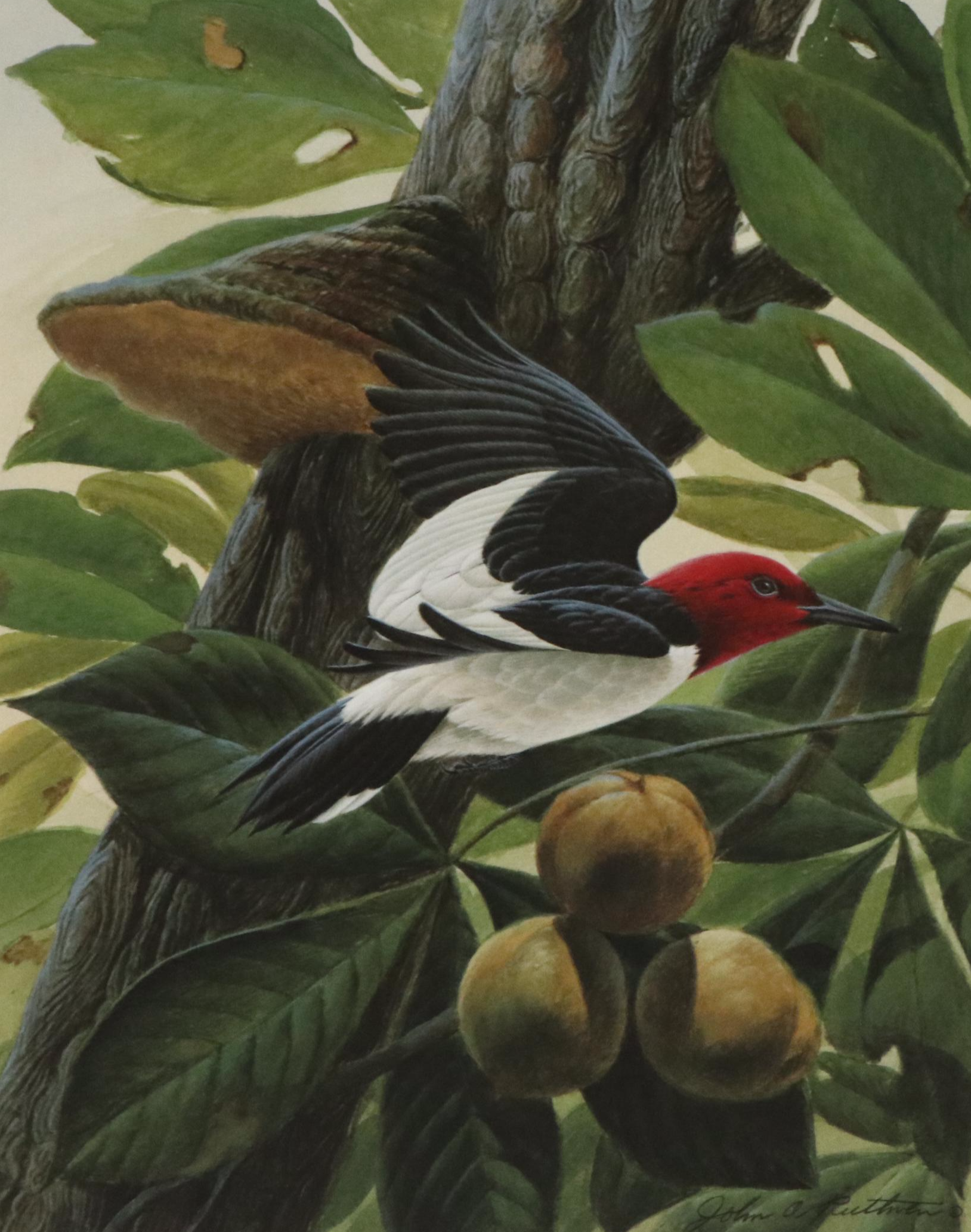 John A. Ruthven Offset "Red-Headed Woodpecker," 1991