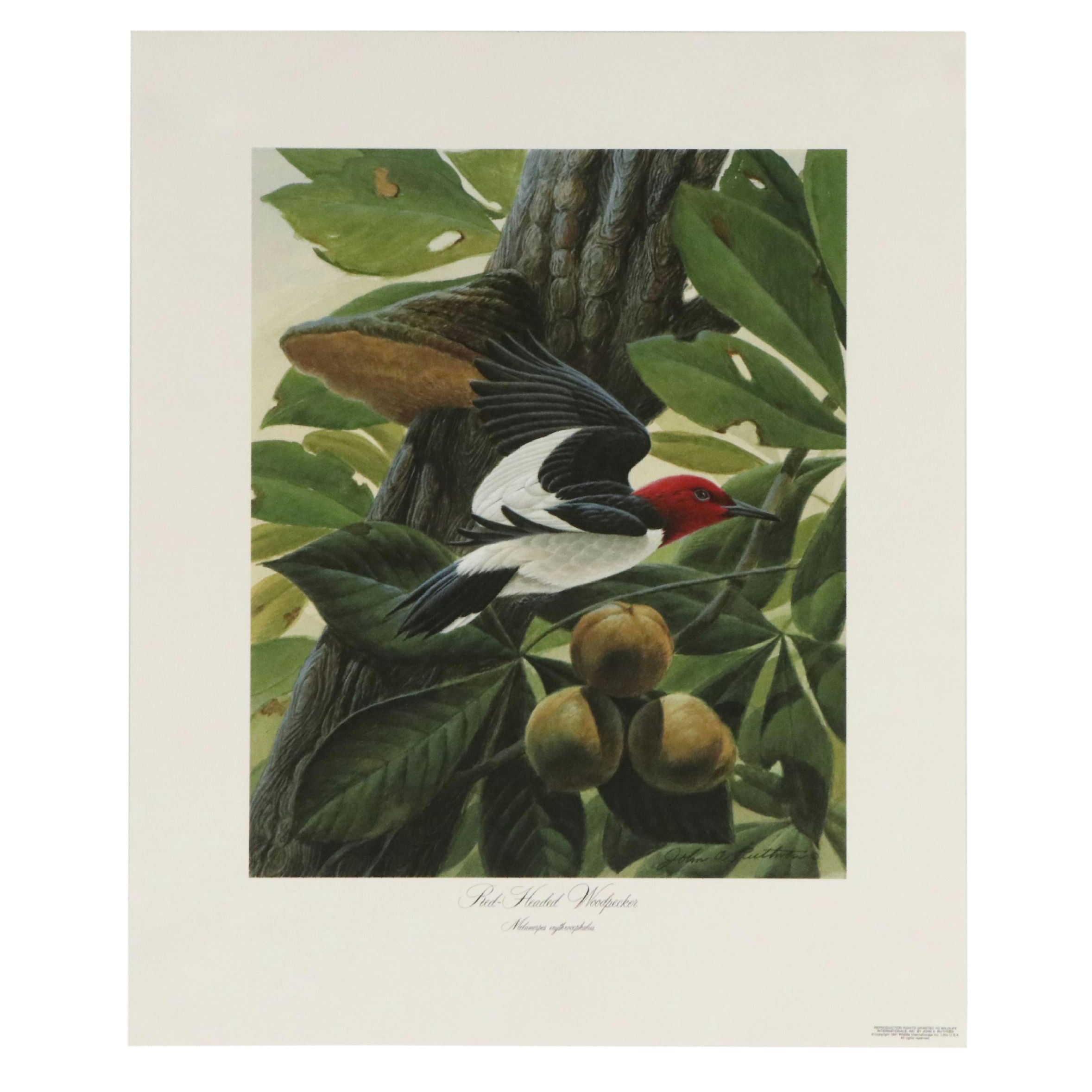 John A. Ruthven Offset "Red-Headed Woodpecker," 1991