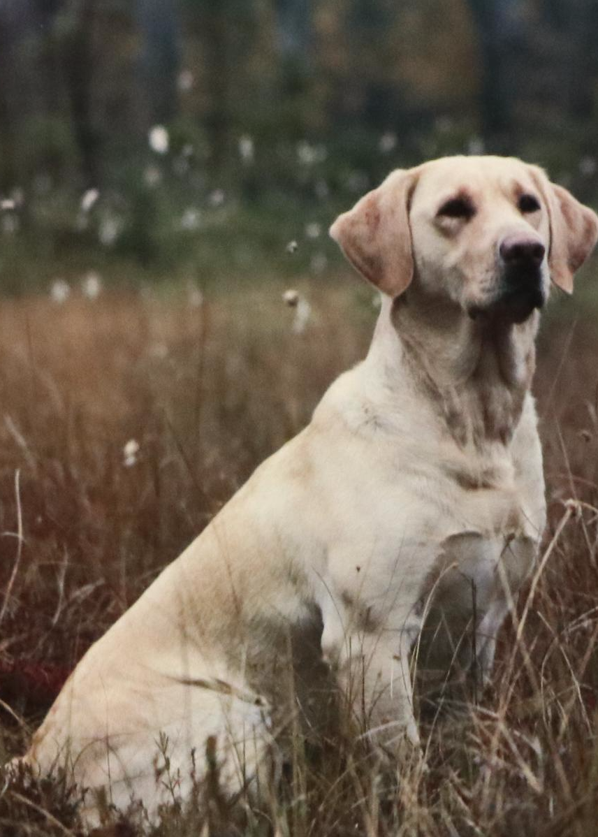 Canine-Themed Offset Lithographs of Yellow Lab and Wolf