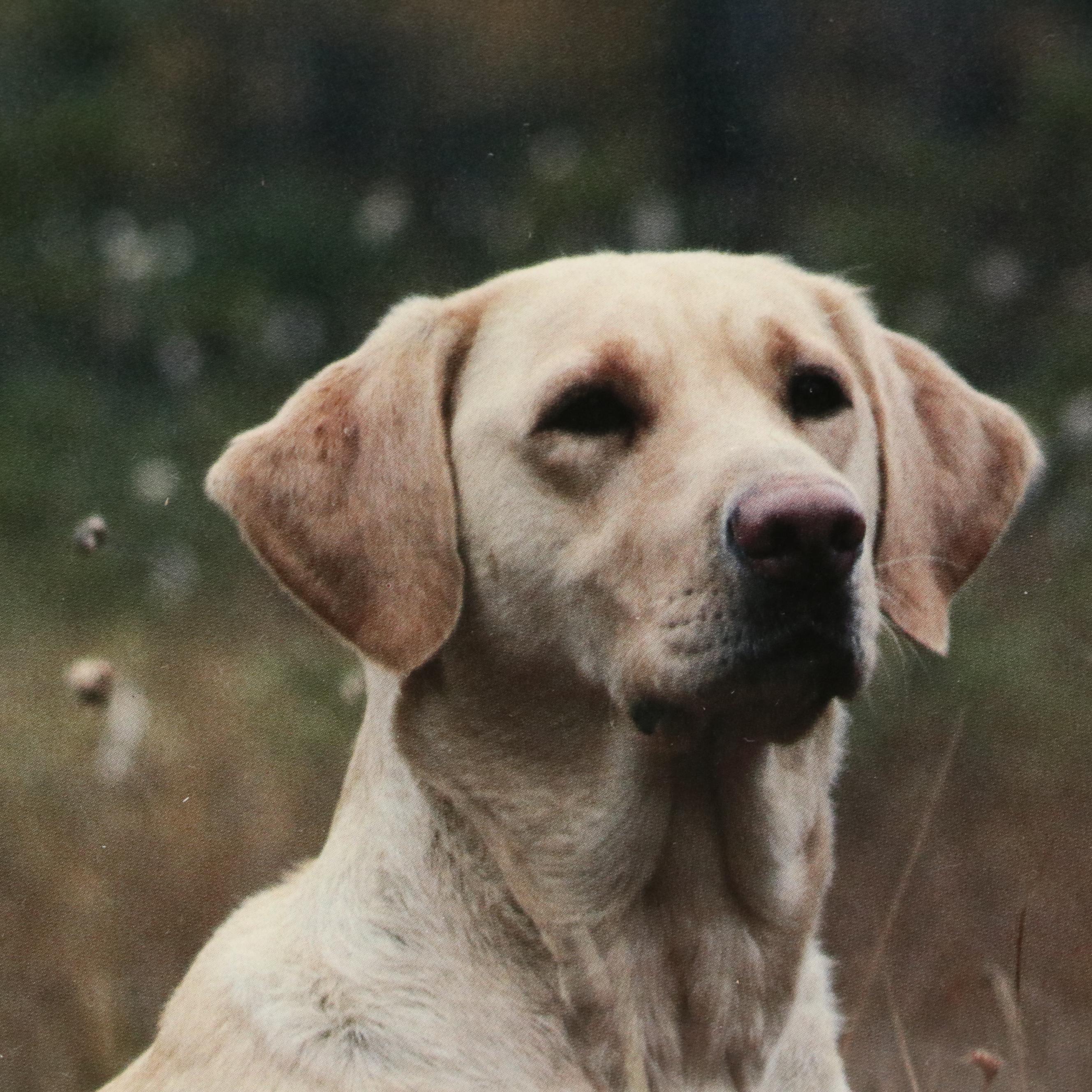 Canine-Themed Offset Lithographs of Yellow Lab and Wolf