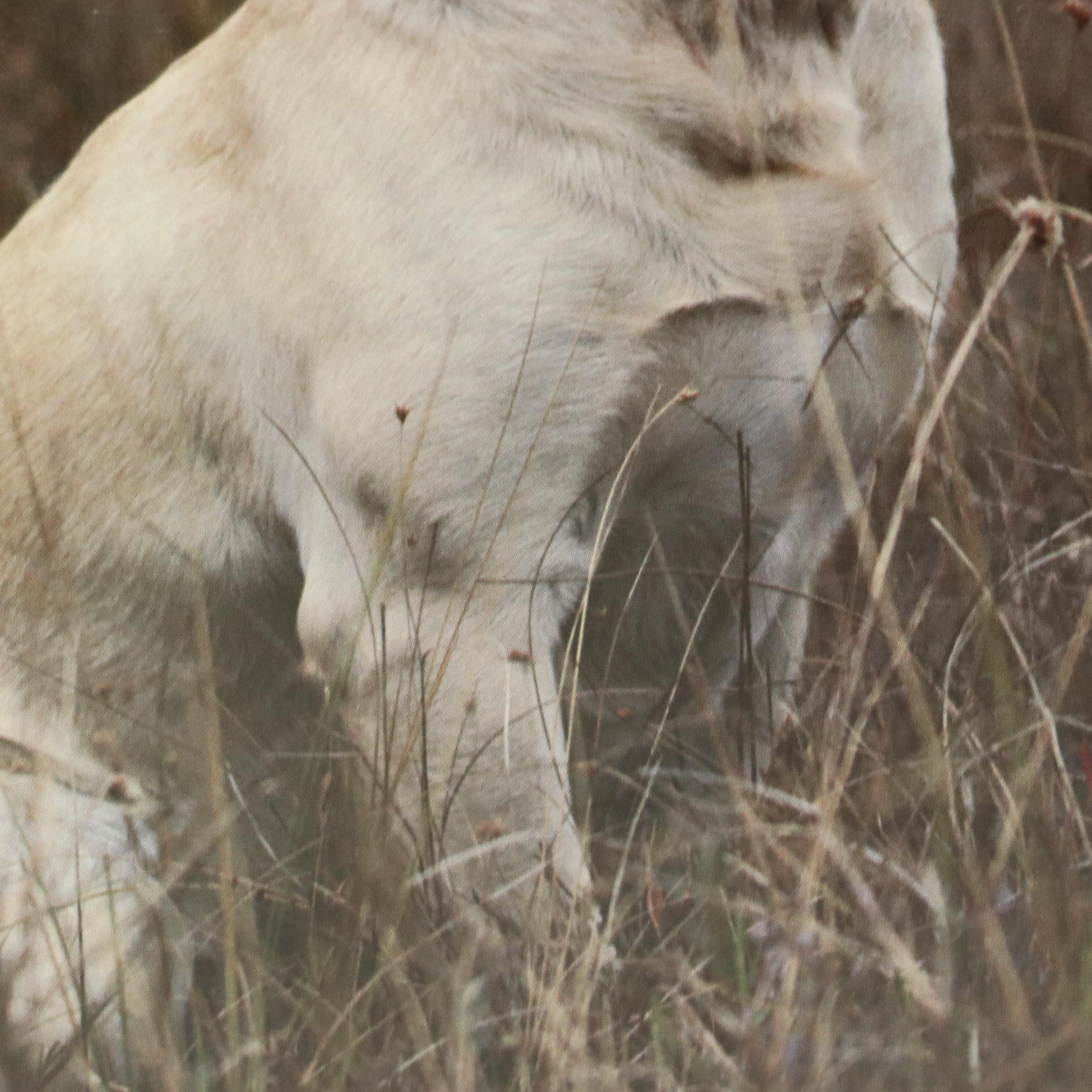 Canine-Themed Offset Lithographs of Yellow Lab and Wolf