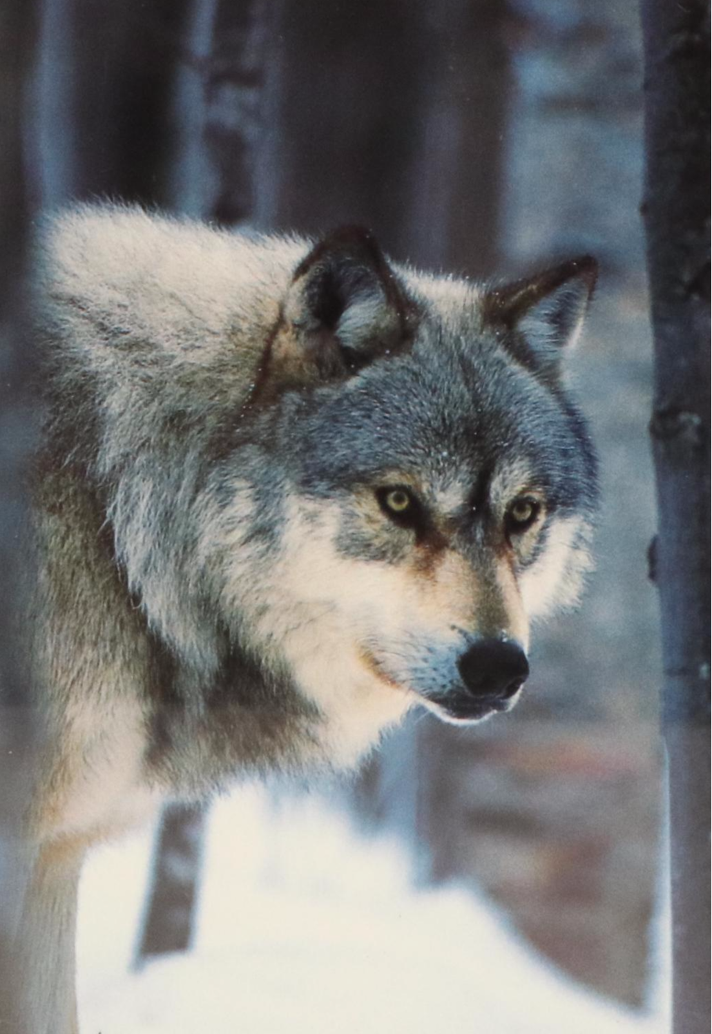Canine-Themed Offset Lithographs of Yellow Lab and Wolf
