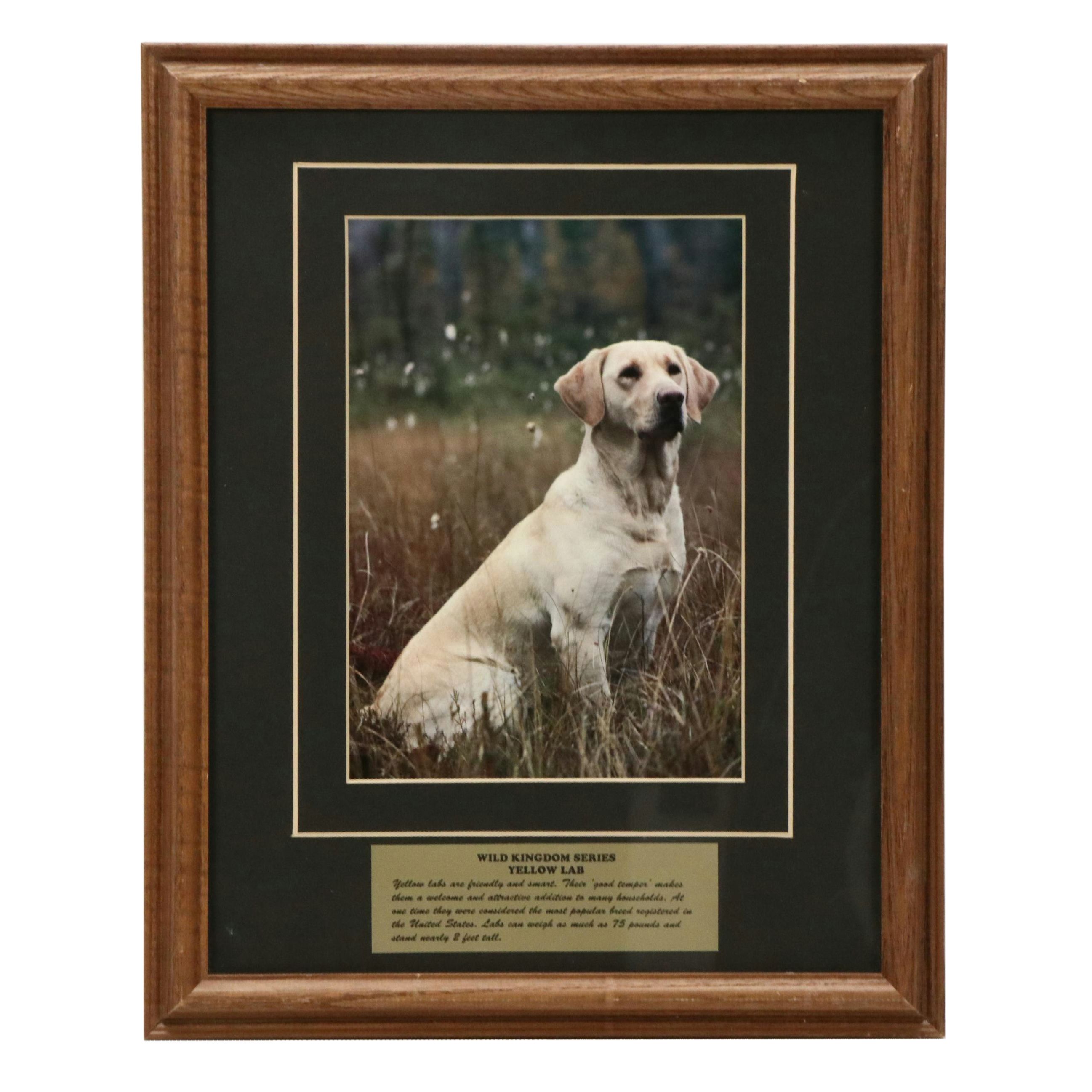Canine-Themed Offset Lithographs of Yellow Lab and Wolf