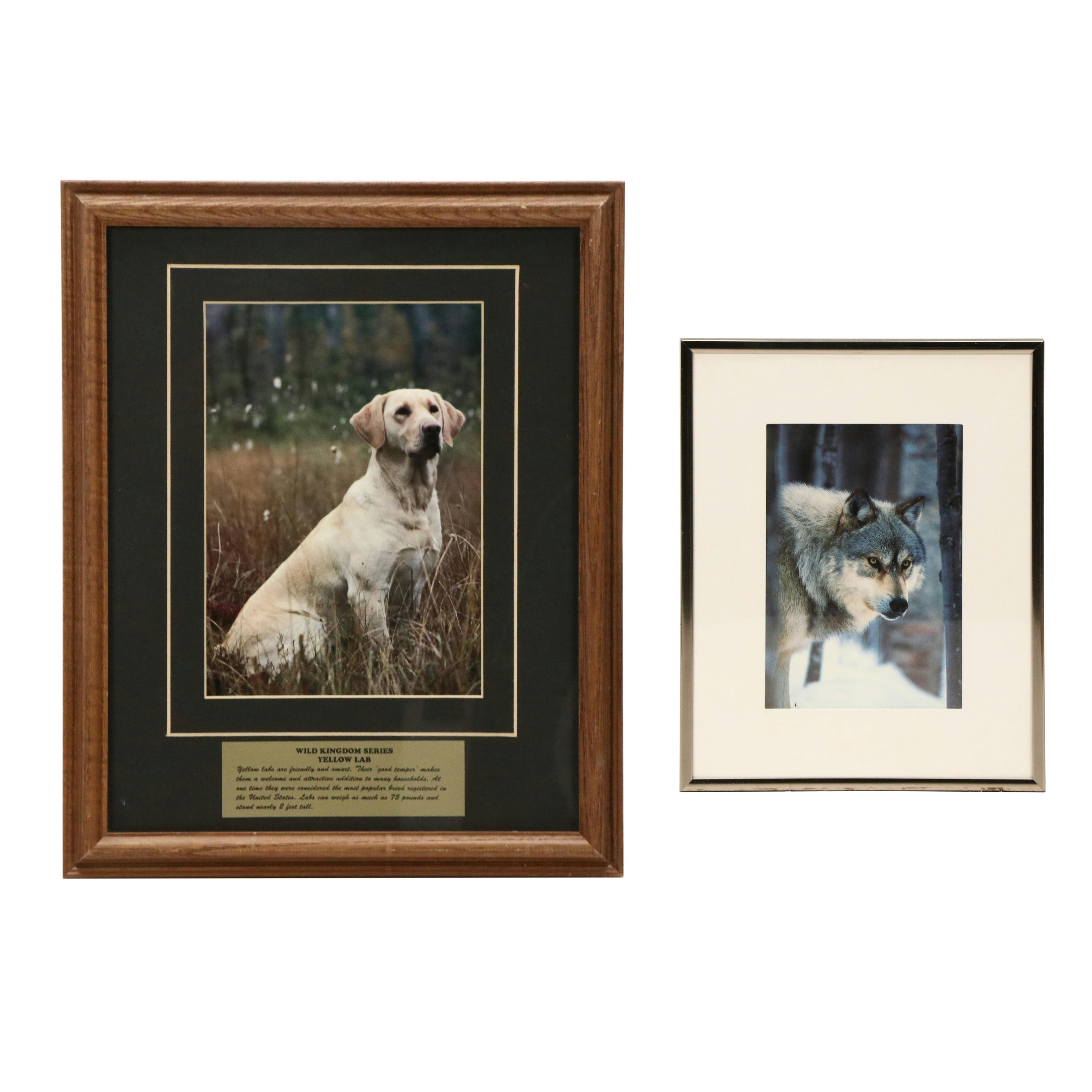 Canine-Themed Offset Lithographs of Yellow Lab and Wolf