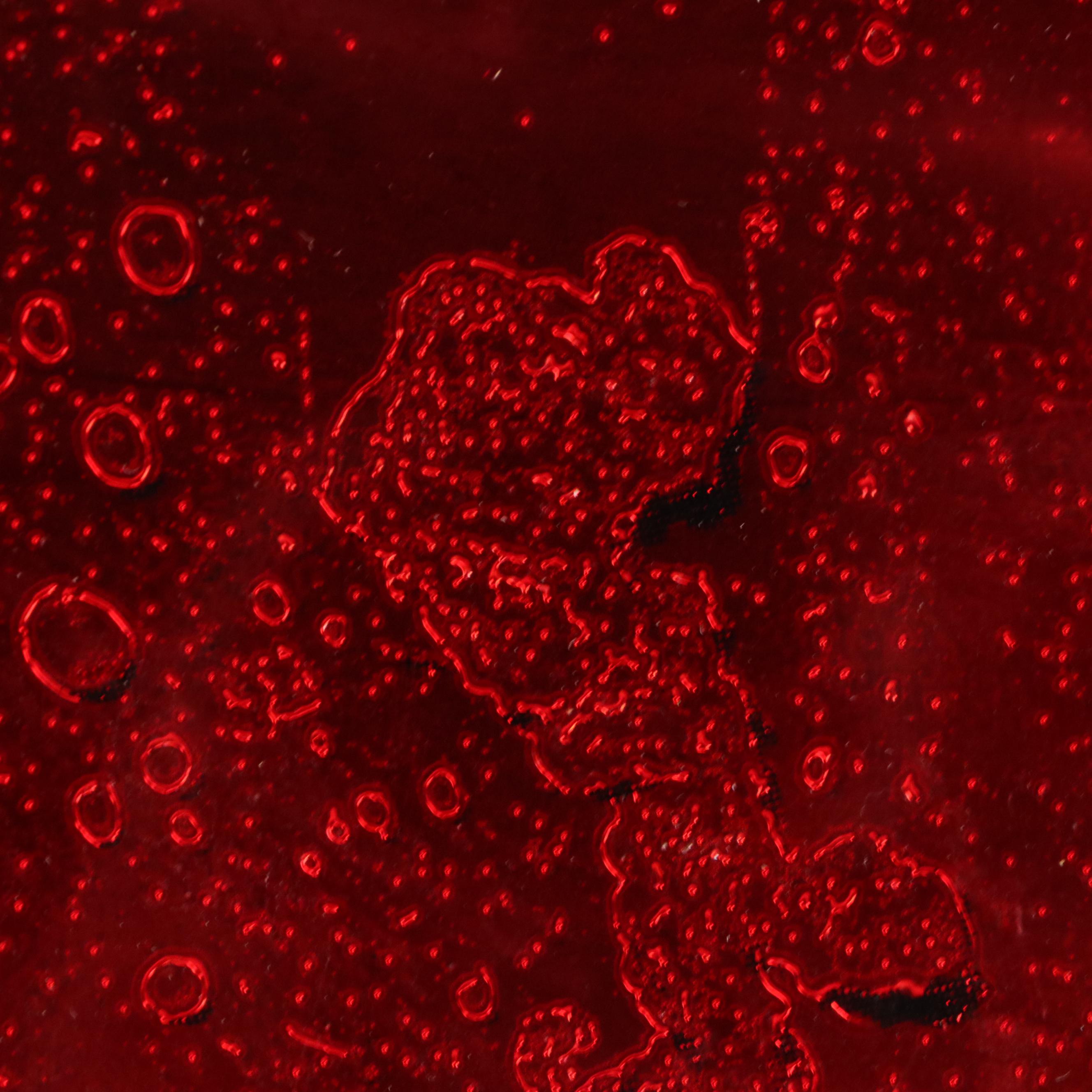 Budweiser Bar Sign and Guitar with Other Advertising Signs