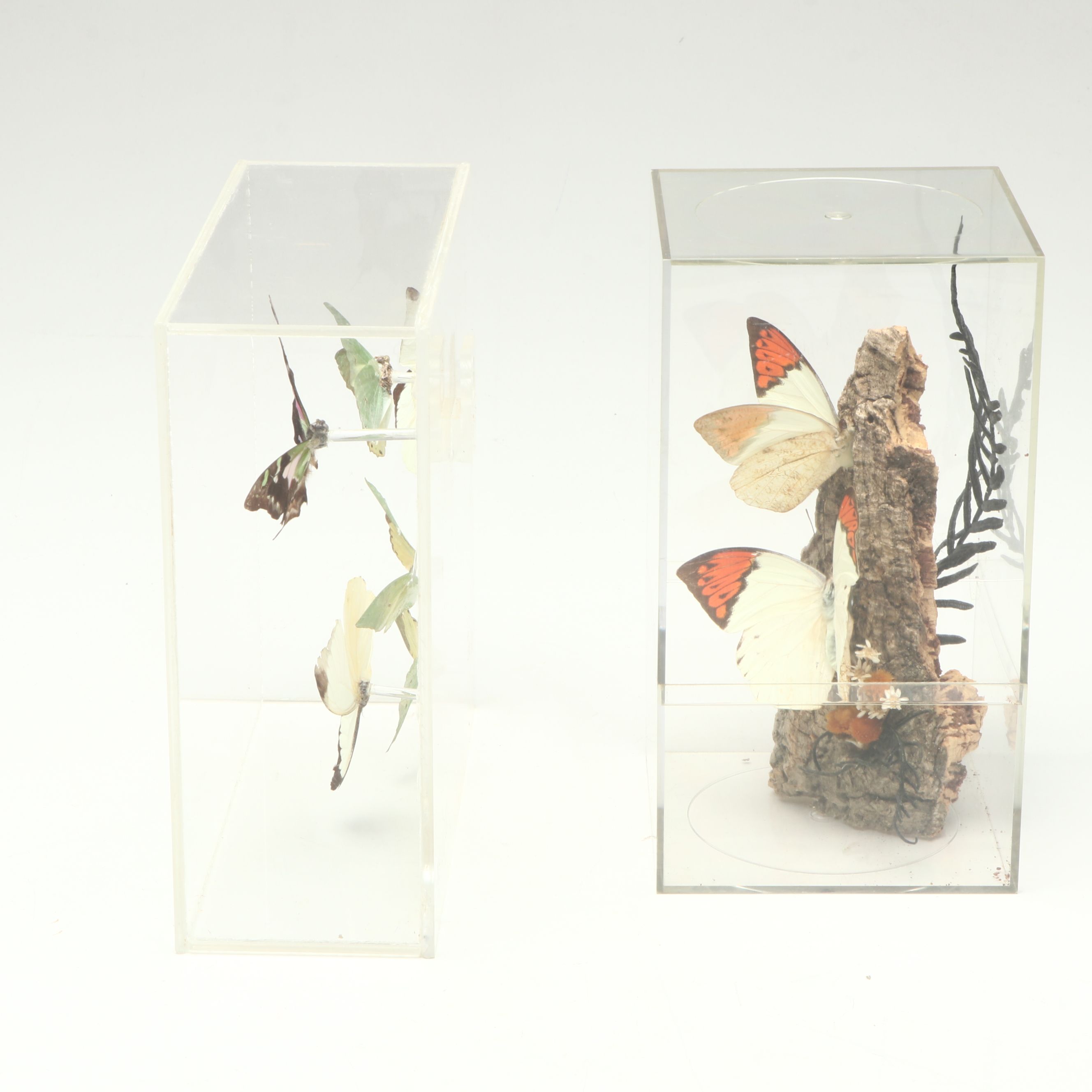 Taxidermy Great Orange Tip, Purple Spotted Swallowtail and Other Butterflies