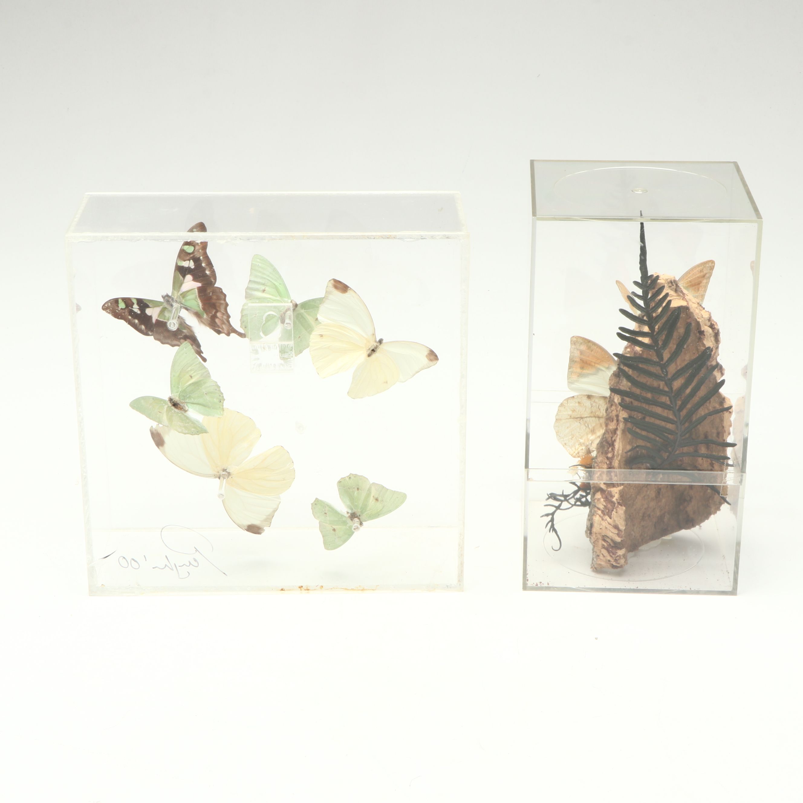 Taxidermy Great Orange Tip, Purple Spotted Swallowtail and Other Butterflies