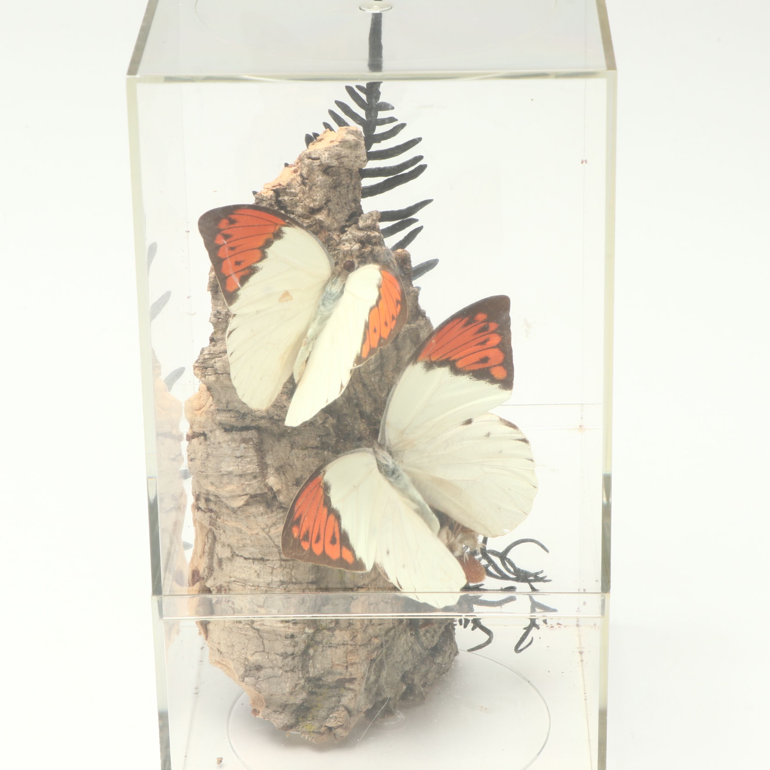 Taxidermy Great Orange Tip, Purple Spotted Swallowtail and Other Butterflies