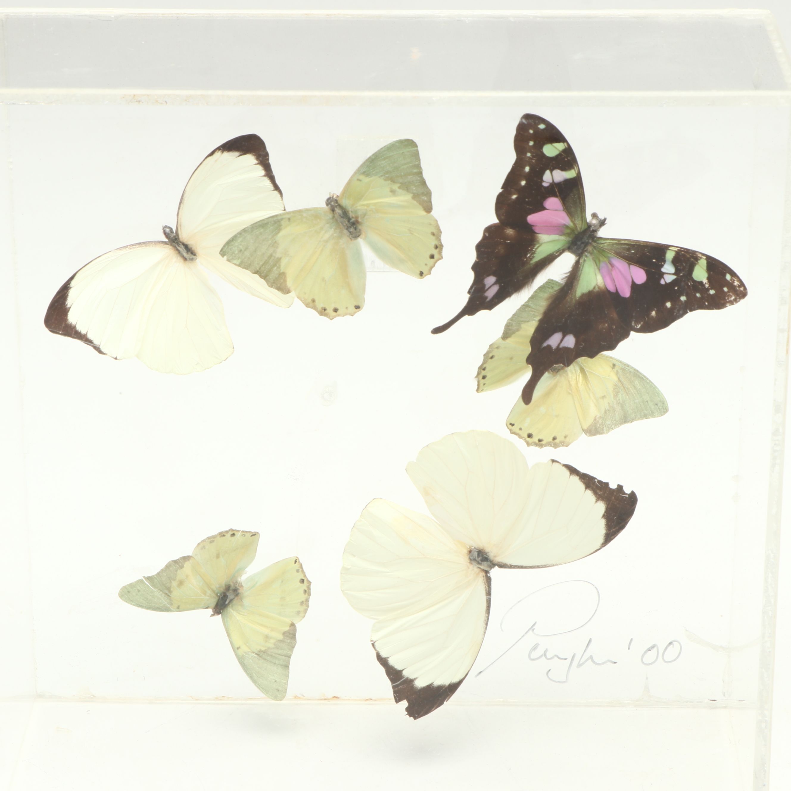 Taxidermy Great Orange Tip, Purple Spotted Swallowtail and Other Butterflies