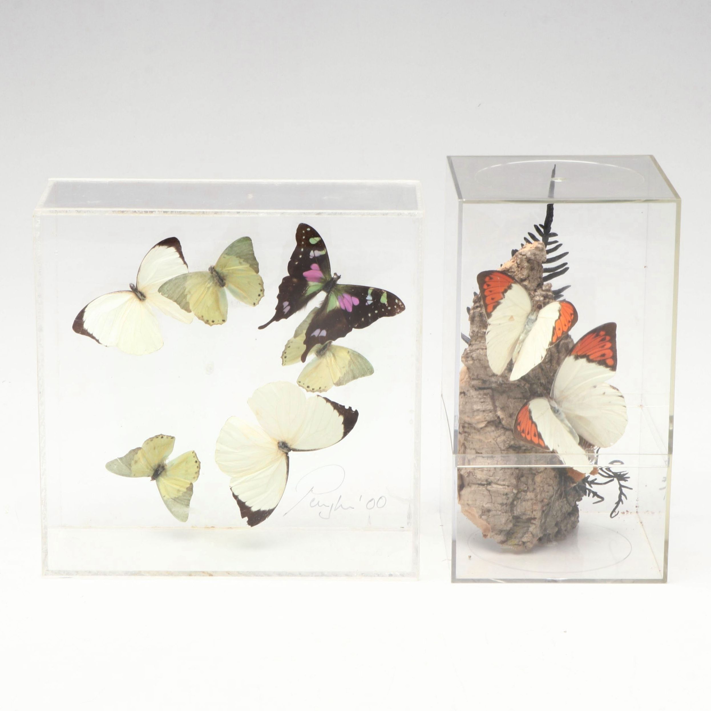 Taxidermy Great Orange Tip, Purple Spotted Swallowtail and Other Butterflies