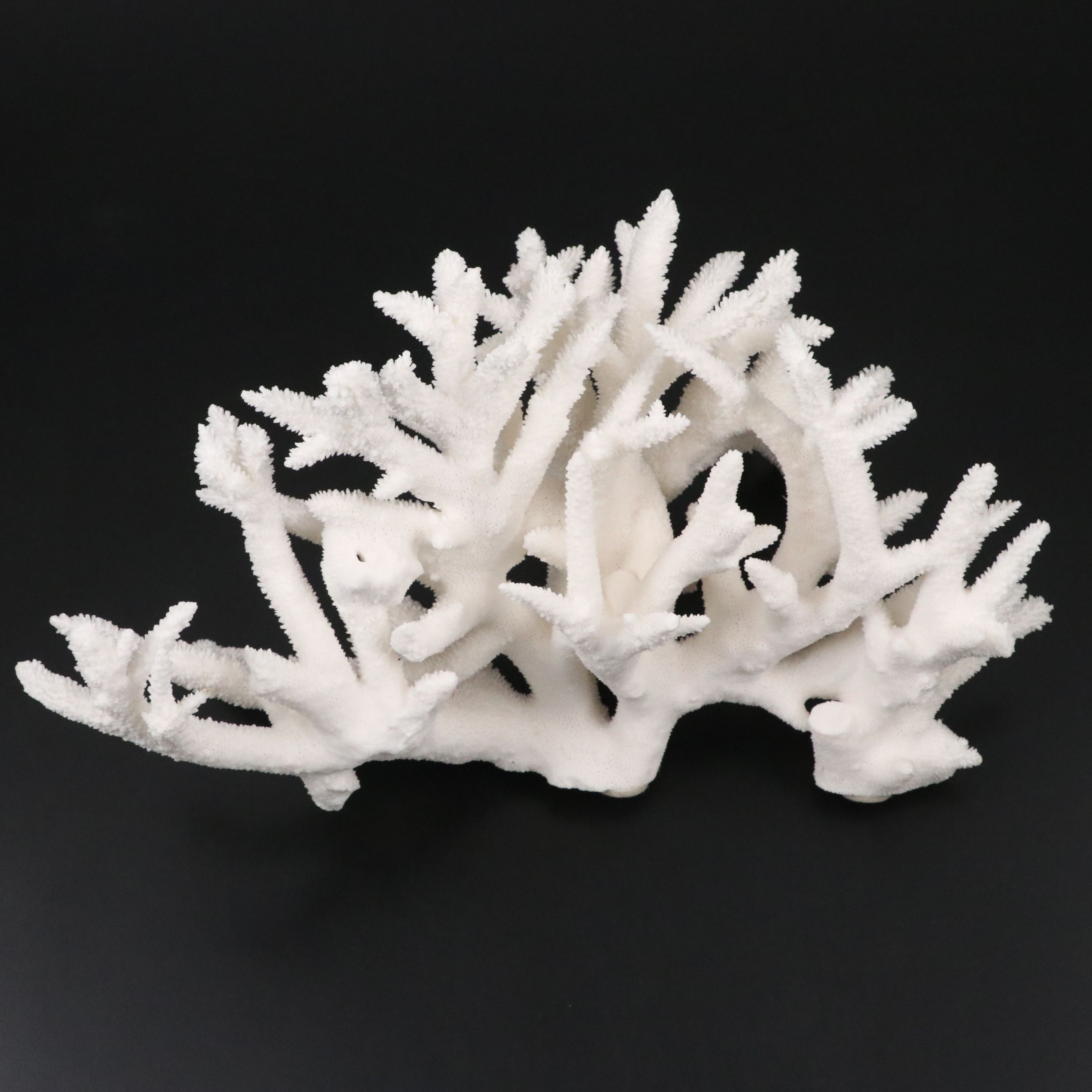 Fossil Staghorn Coral Specimen