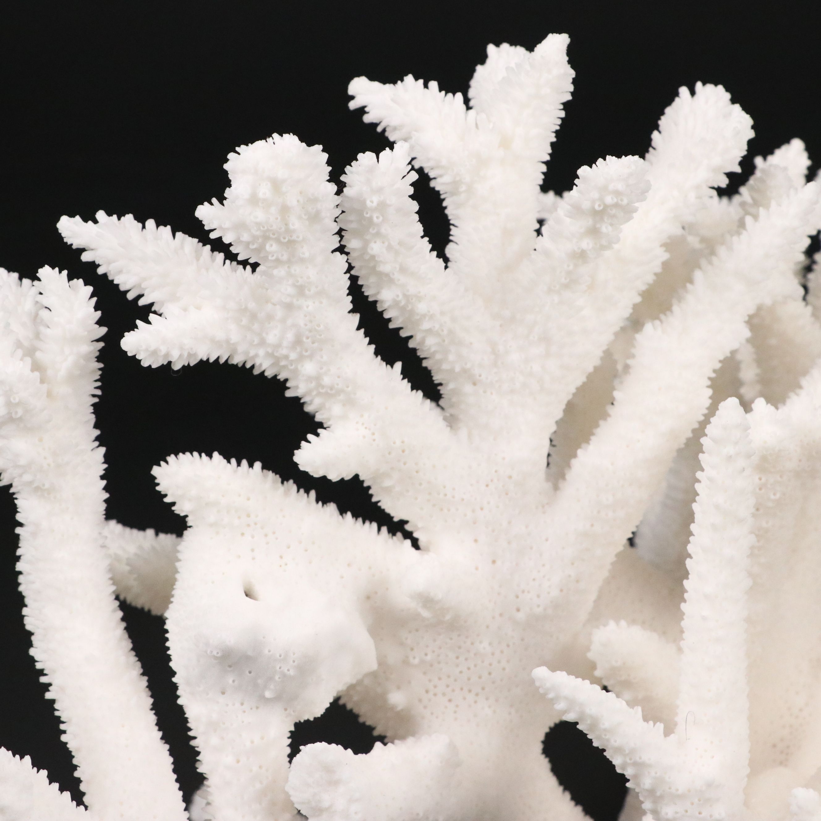 Fossil Staghorn Coral Specimen