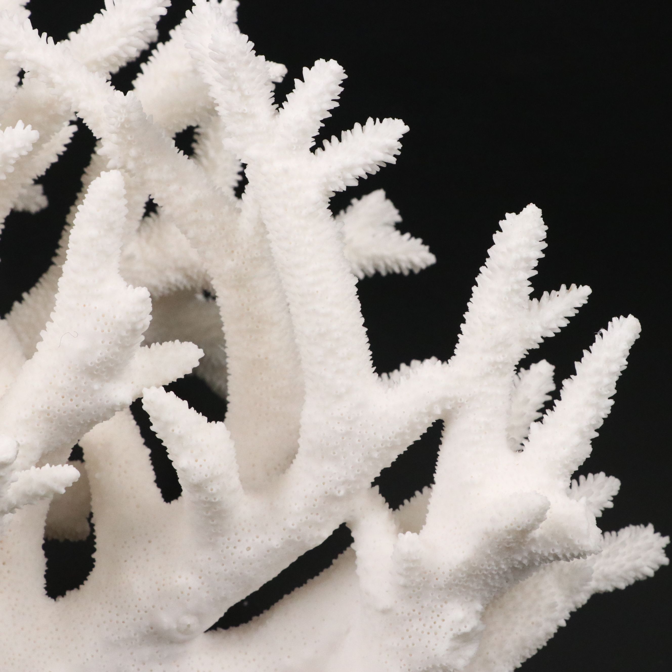 Fossil Staghorn Coral Specimen