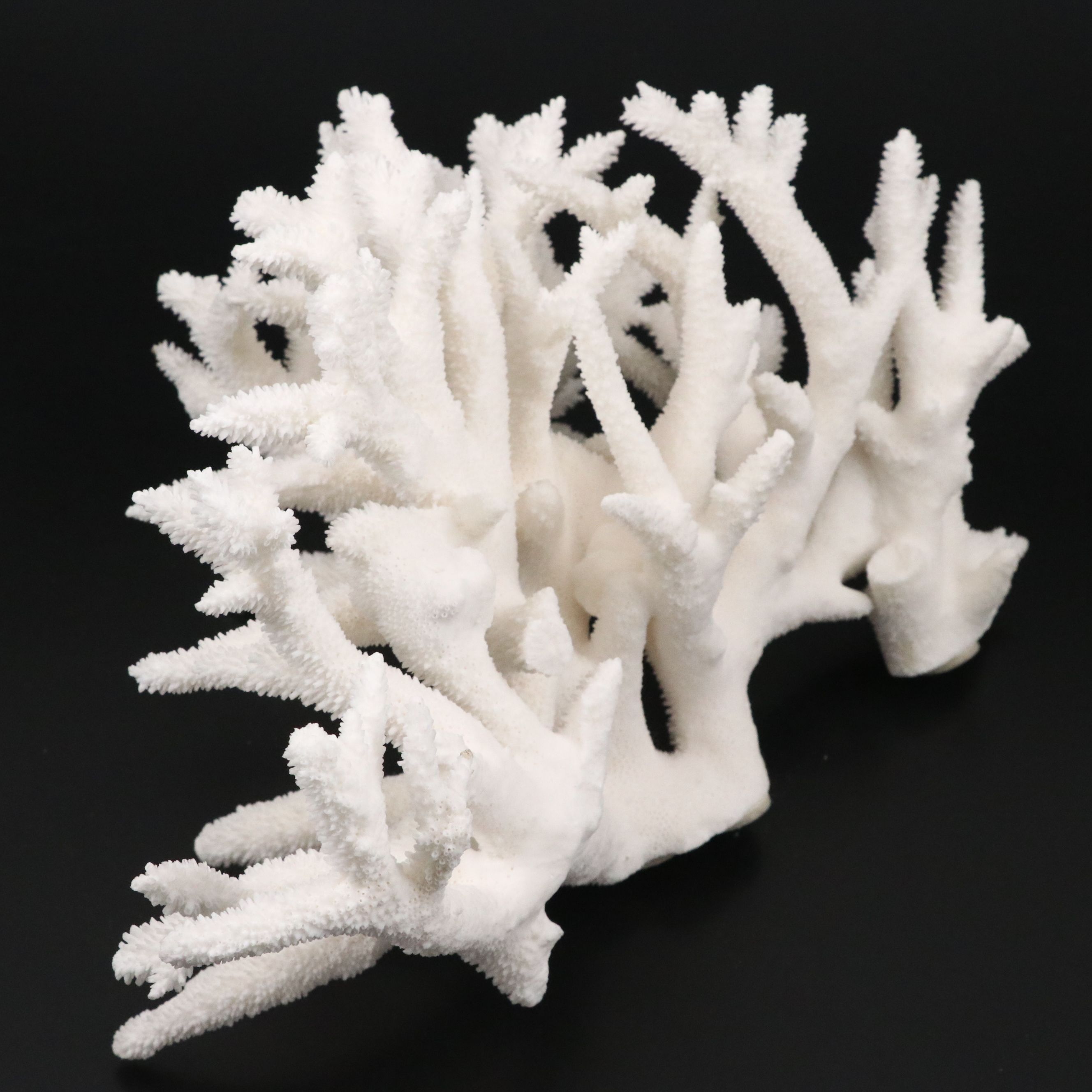 Fossil Staghorn Coral Specimen