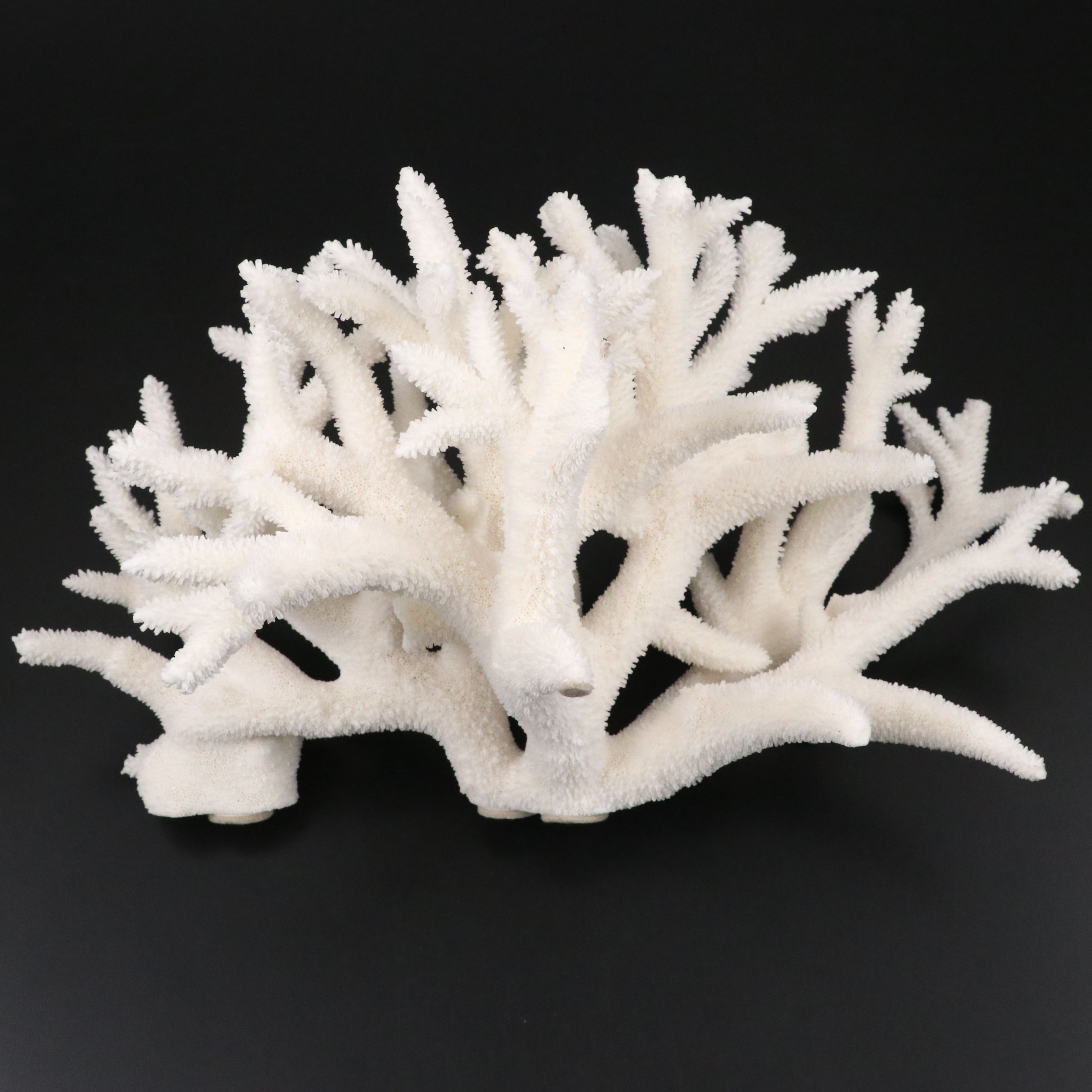 Fossil Staghorn Coral Specimen