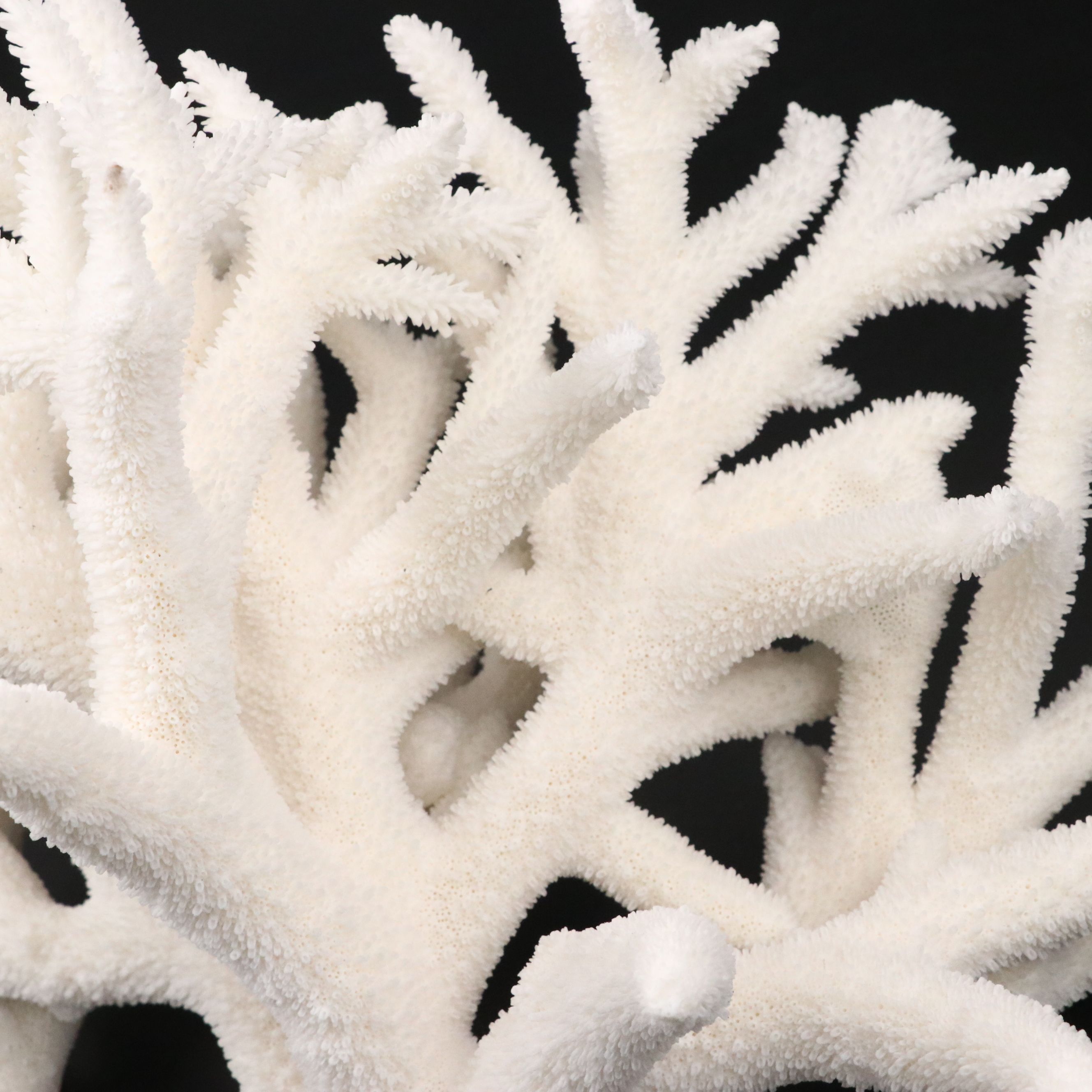 Fossil Staghorn Coral Specimen