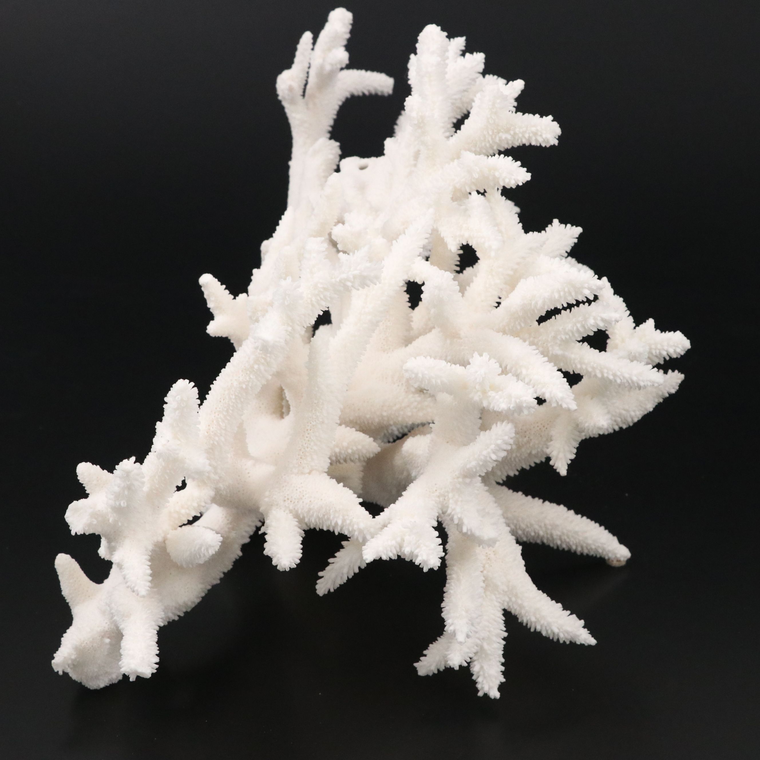 Fossil Staghorn Coral Specimen