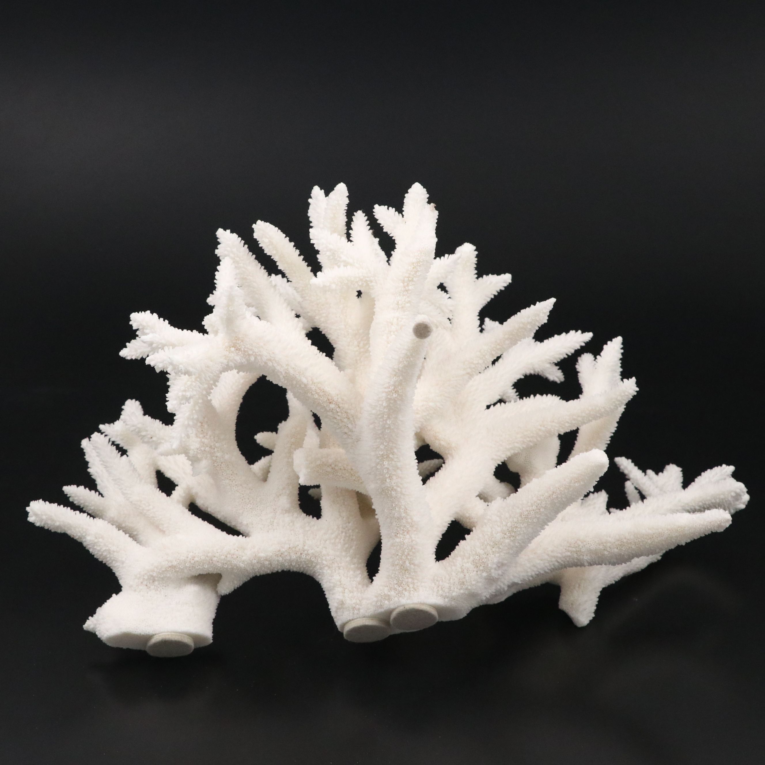 Fossil Staghorn Coral Specimen